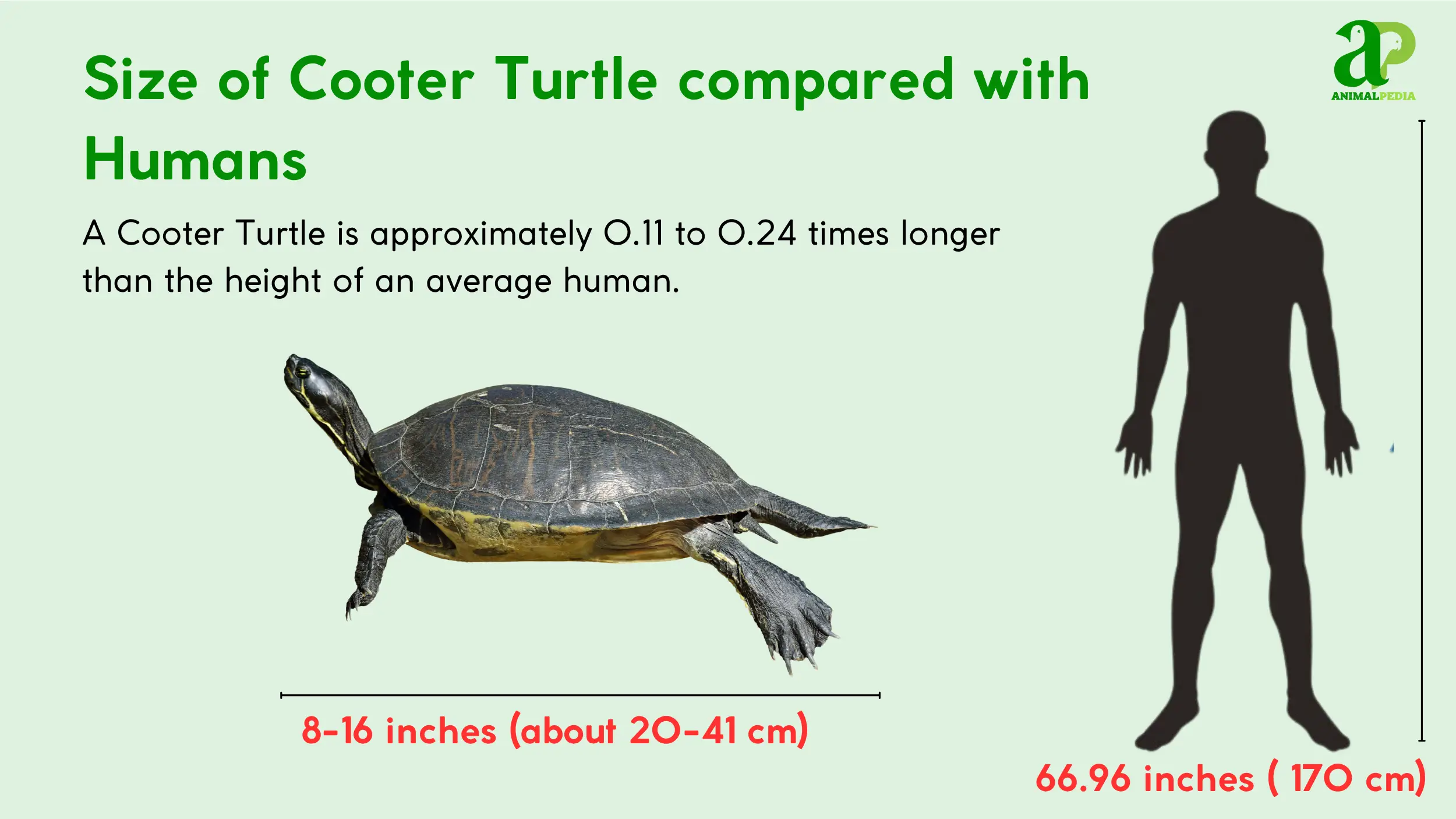 cooter turtle size measurement