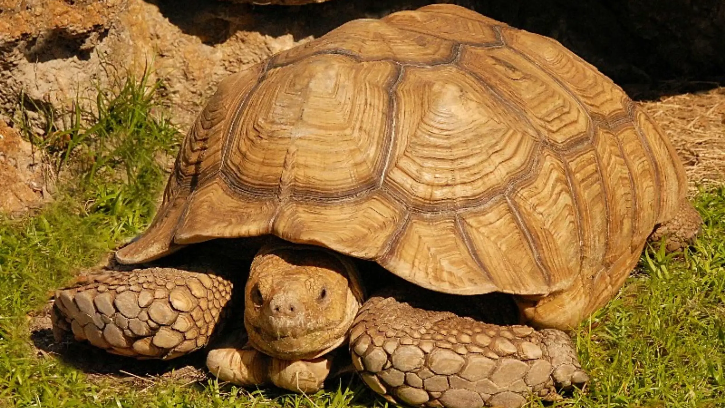 sulcata tortoise active morning and late afternoon