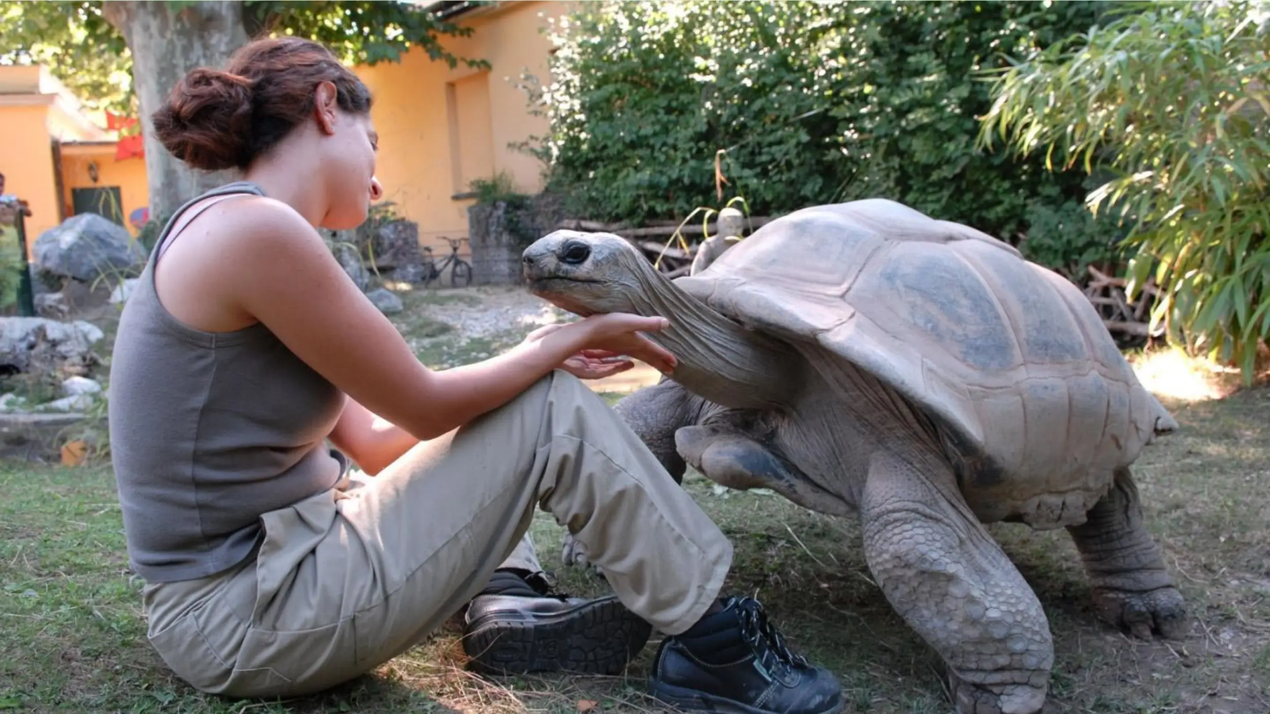 sulcata tortoise beneficial pets and educators