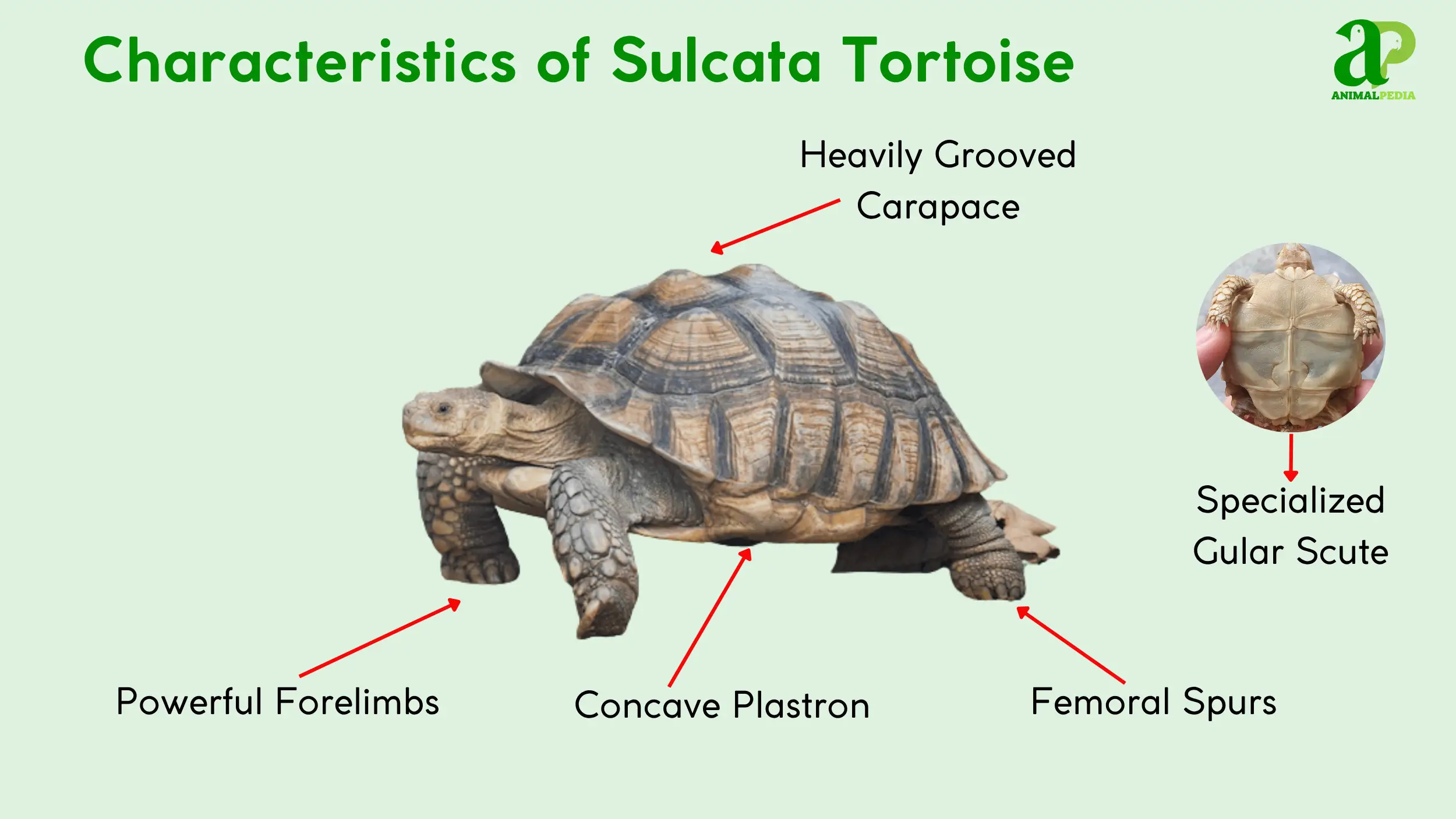 sulcata tortoise characteristics