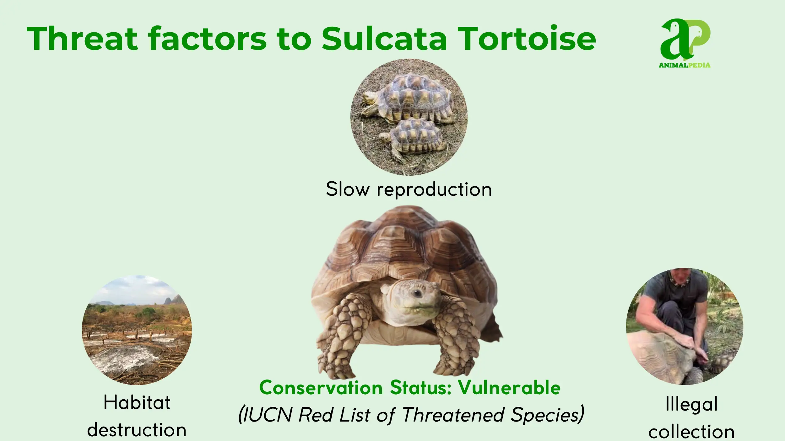 sulcata tortoise conservation status vulnerable