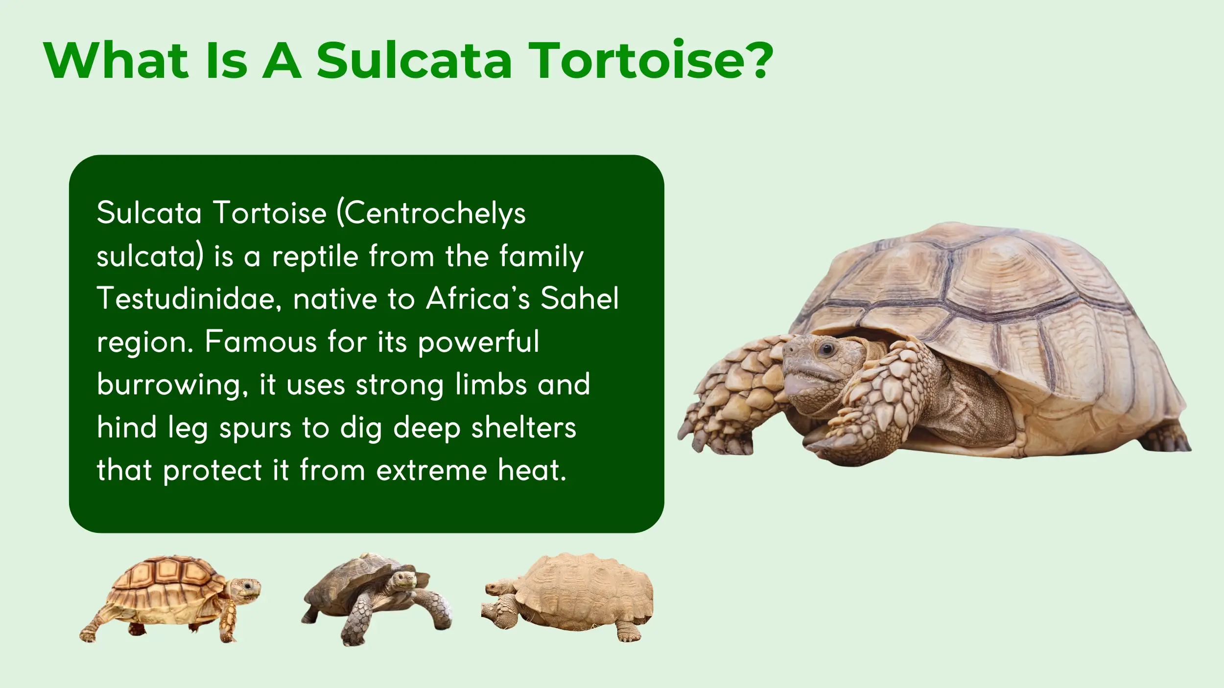 sulcata tortoise description
