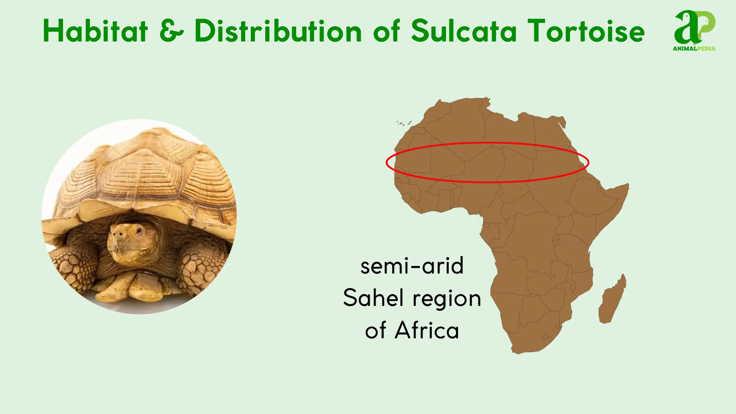 sulcata tortoise habitat and distribution