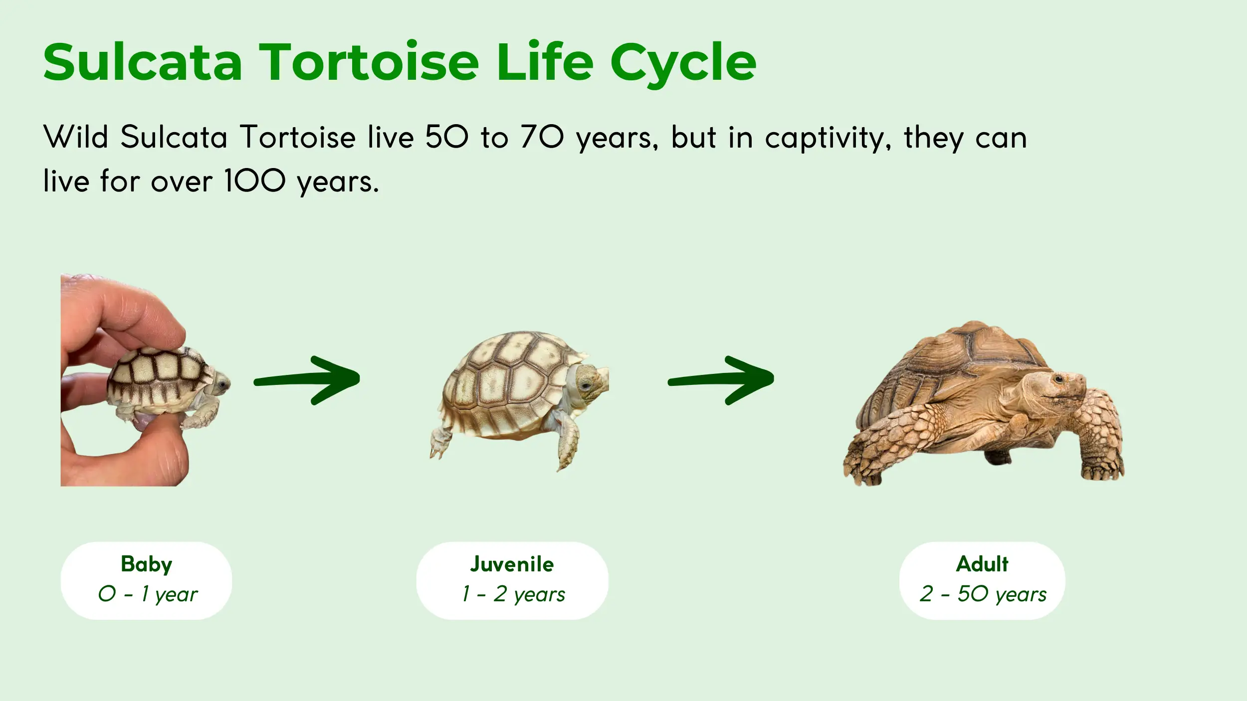 sulcata tortoise life cycle