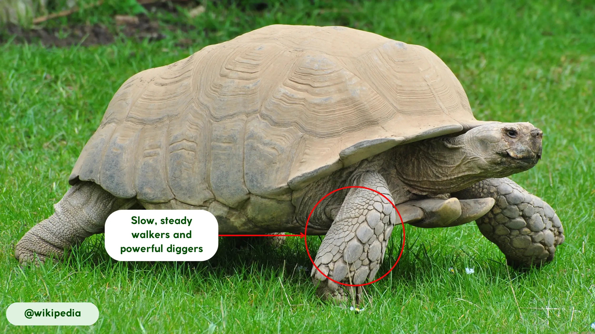 sulcata tortoise movement and ability