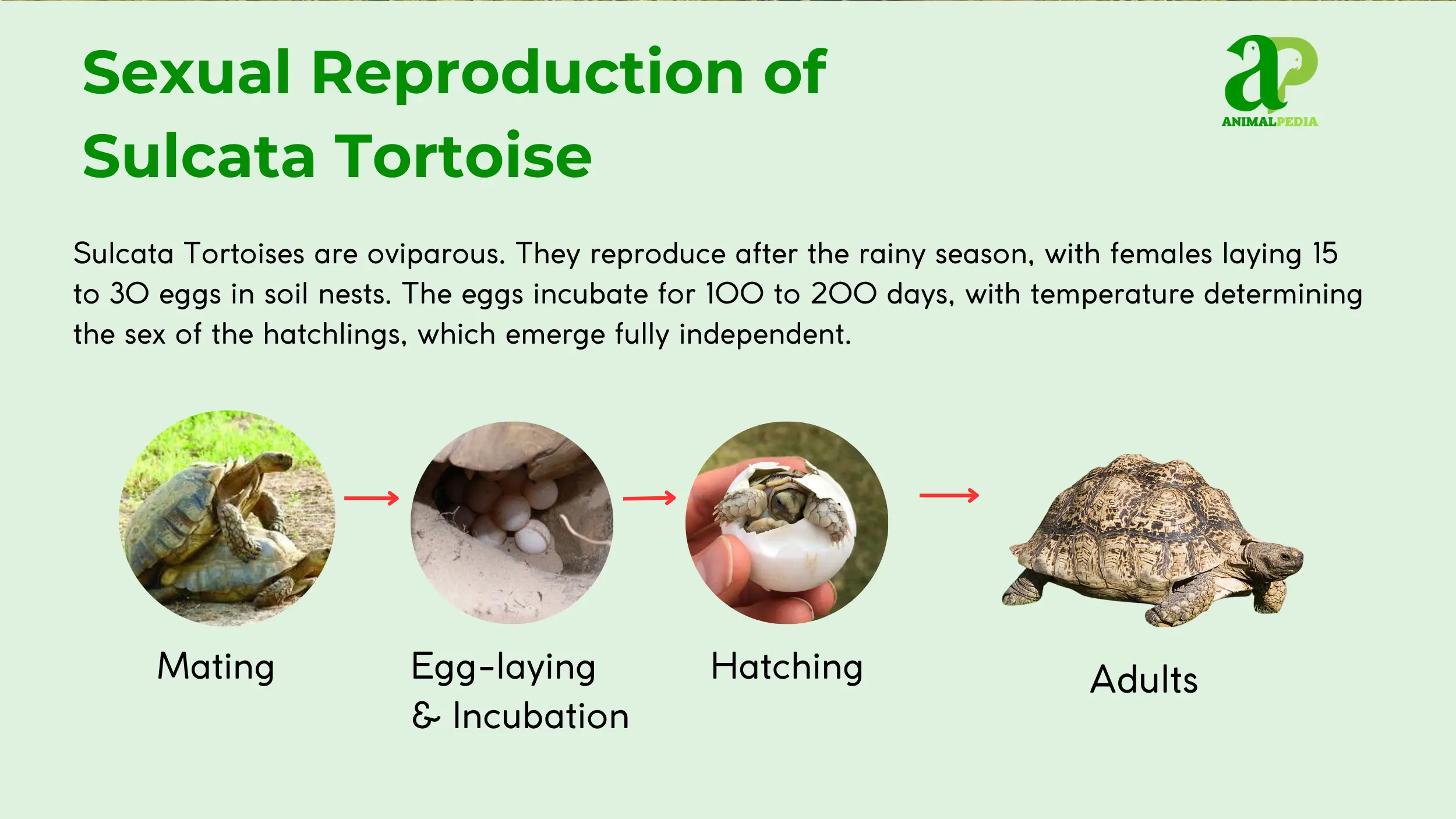 sulcata tortoise sexual reproduction