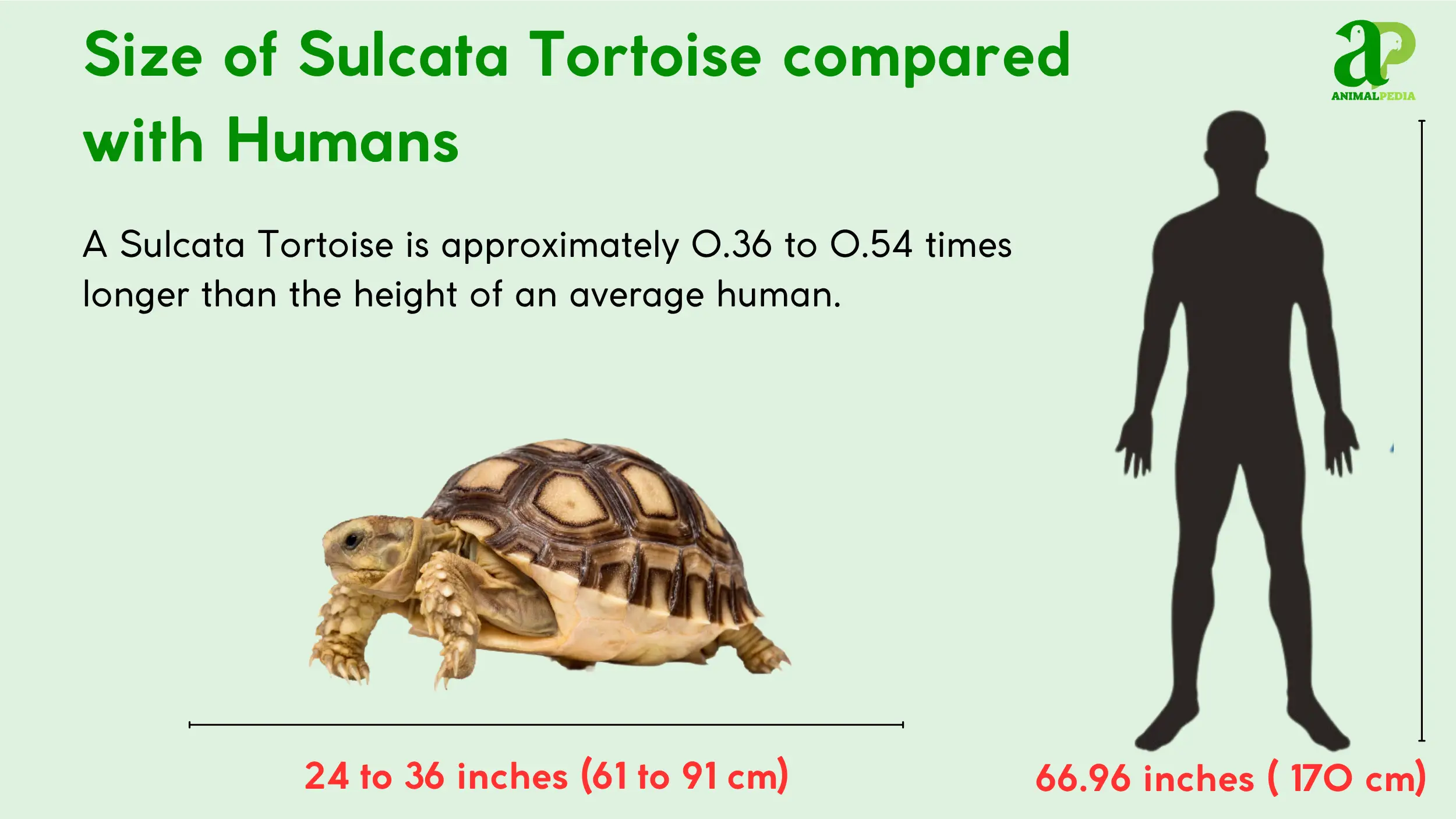 sulcata tortoise size measurement