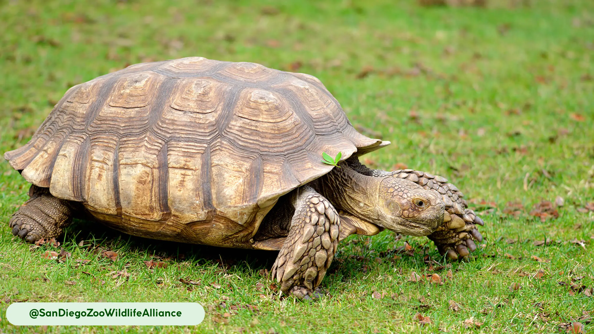 A large Sulcata tortoise with a light brown shell and a small piece of greenery stuck on its back, slowly walks across a field of vibrant green grass