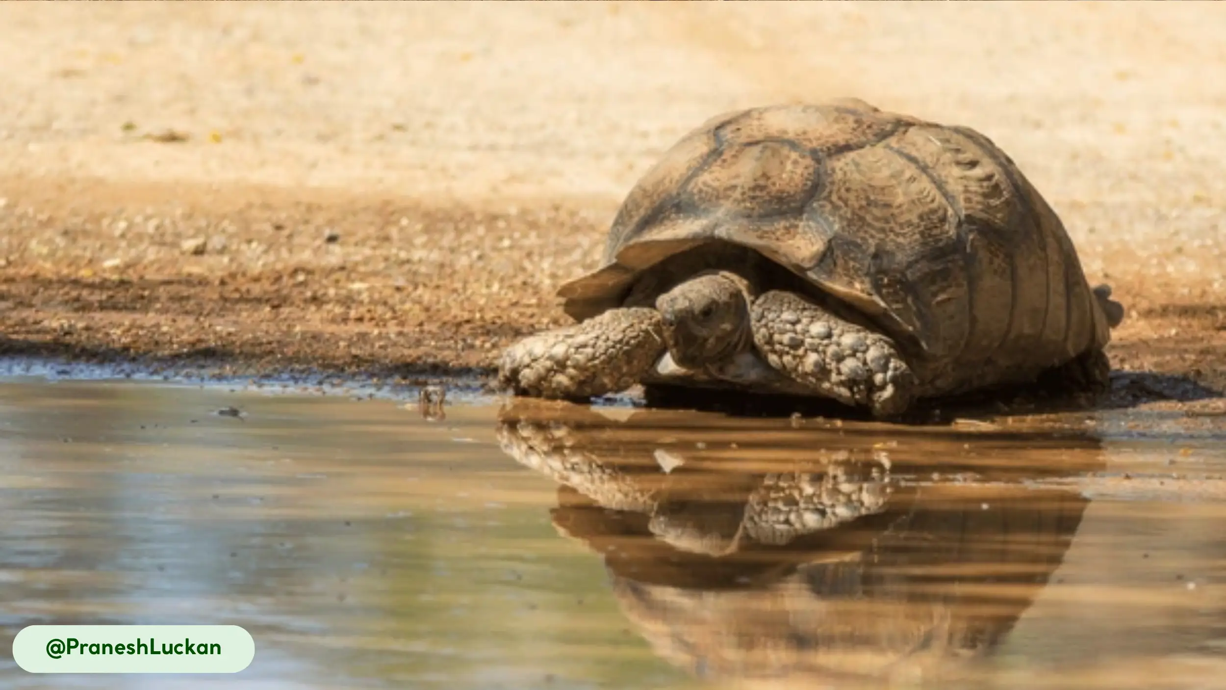 Sulcata Tortoise near the edge of a small puddle, with its reflection visible in the muddy water and dry ground