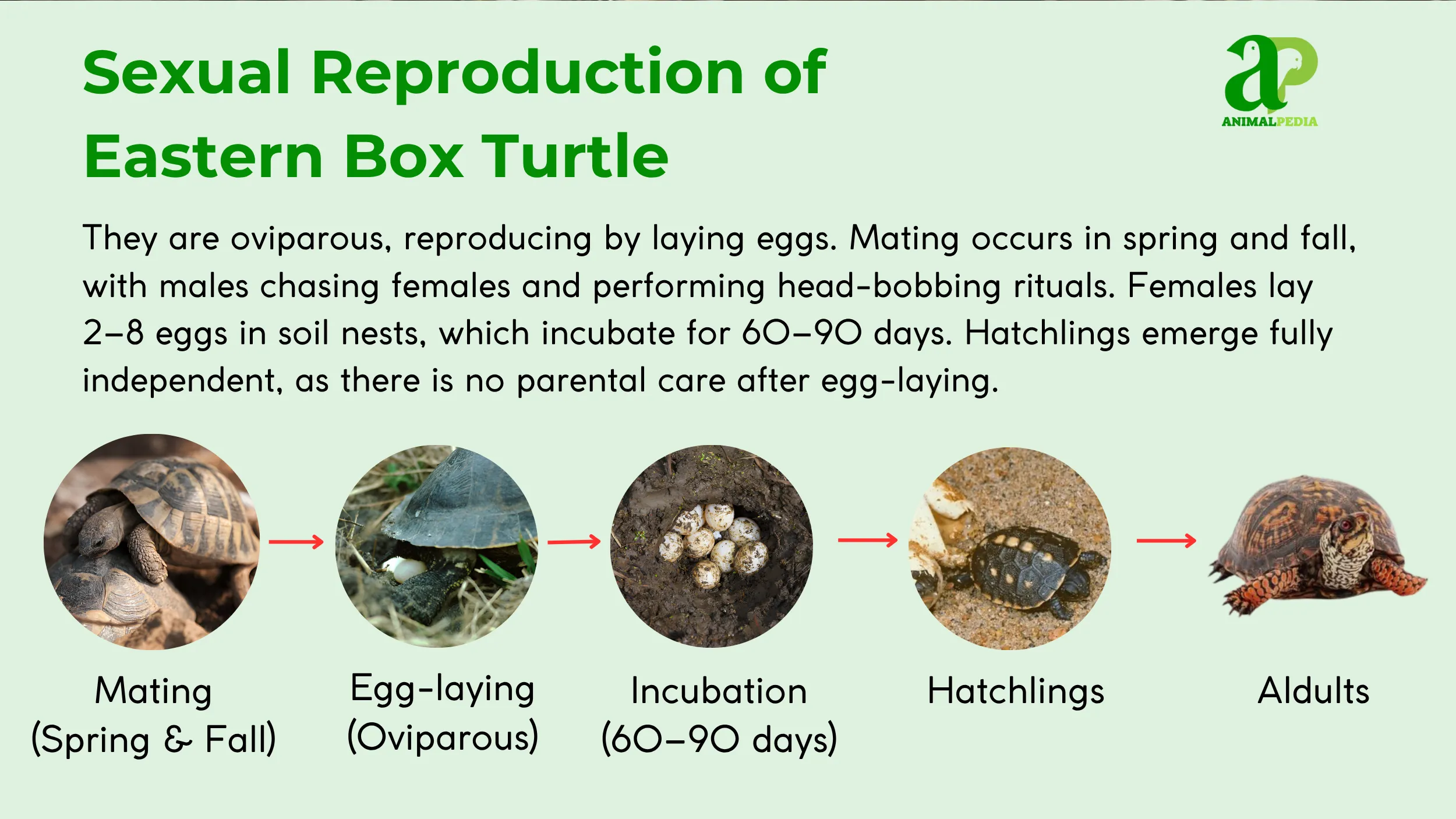 reproduction-of-eastern-turtle