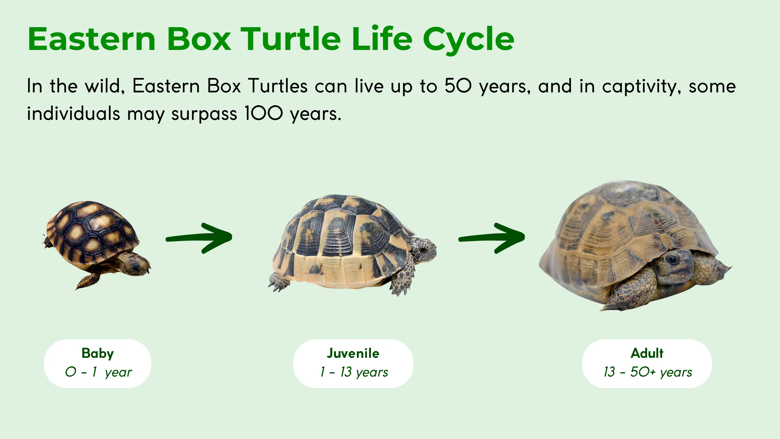 eastern-turtle-life-cycle