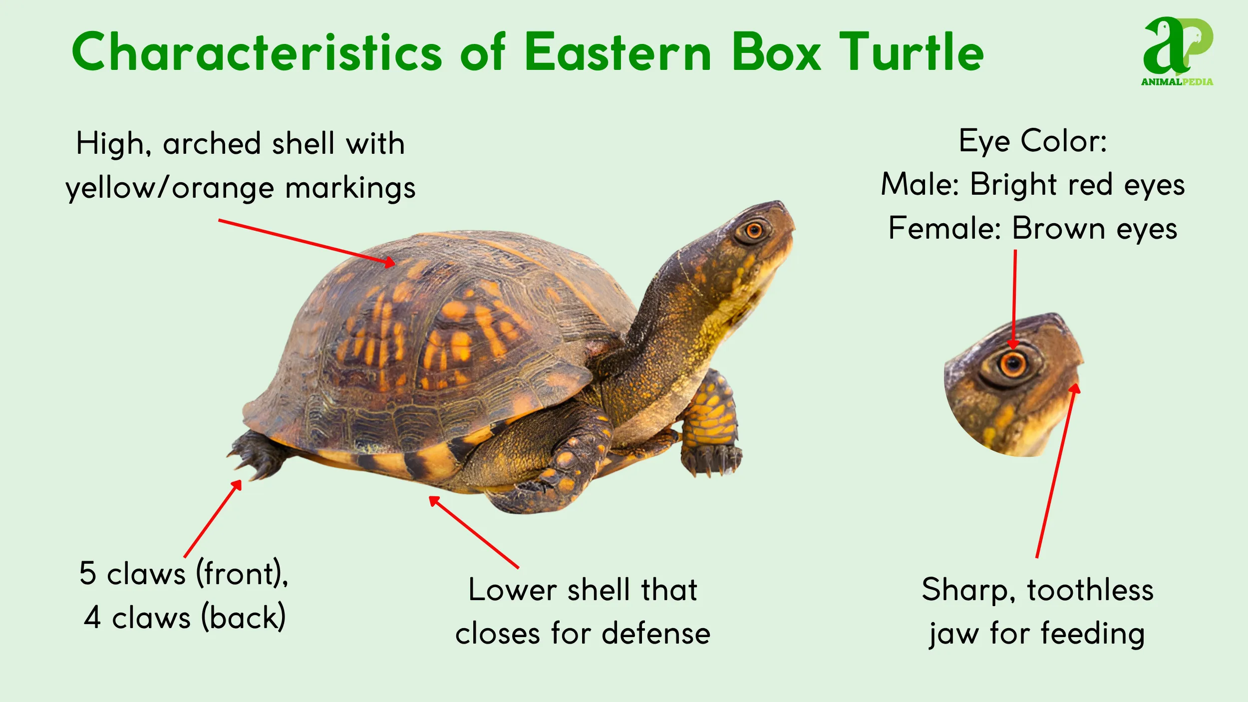 eastern-box-turtle-look-like