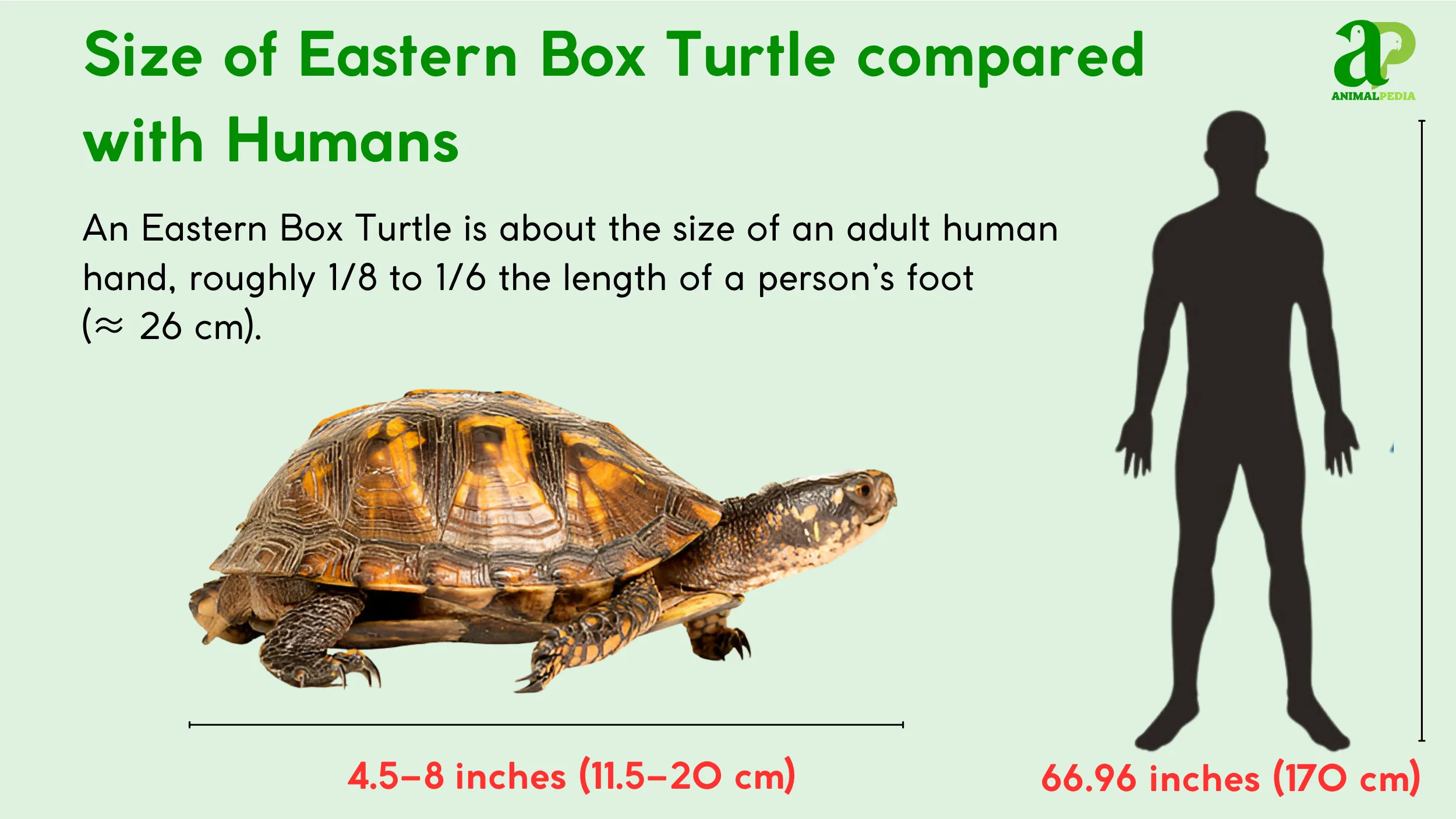 how-big-eastern-turrle-are