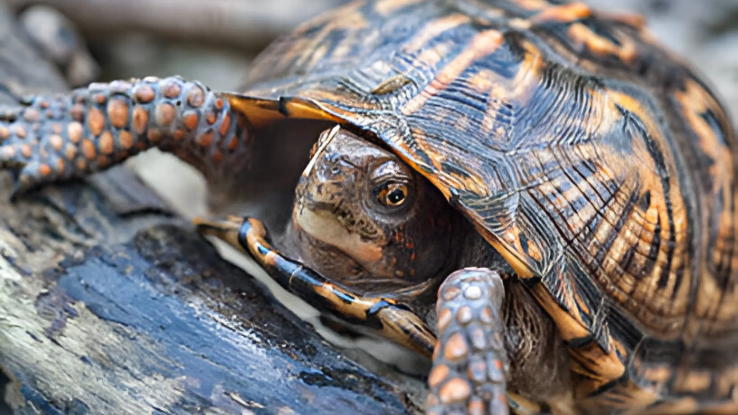 Movement and Abilities