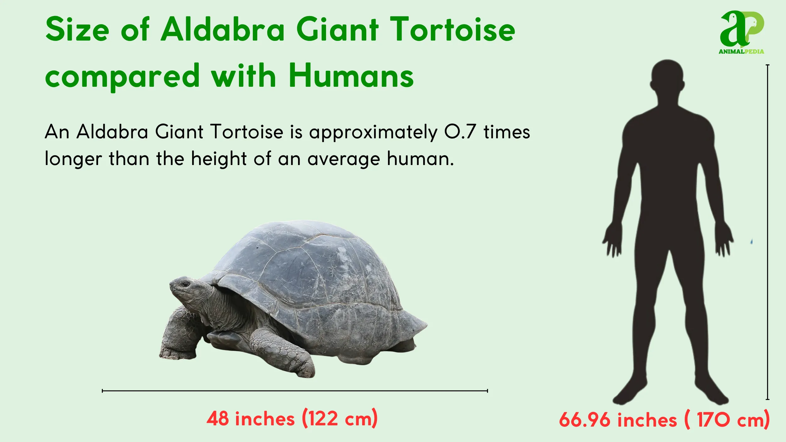 How Big Are Aldabra Giant Tortoise