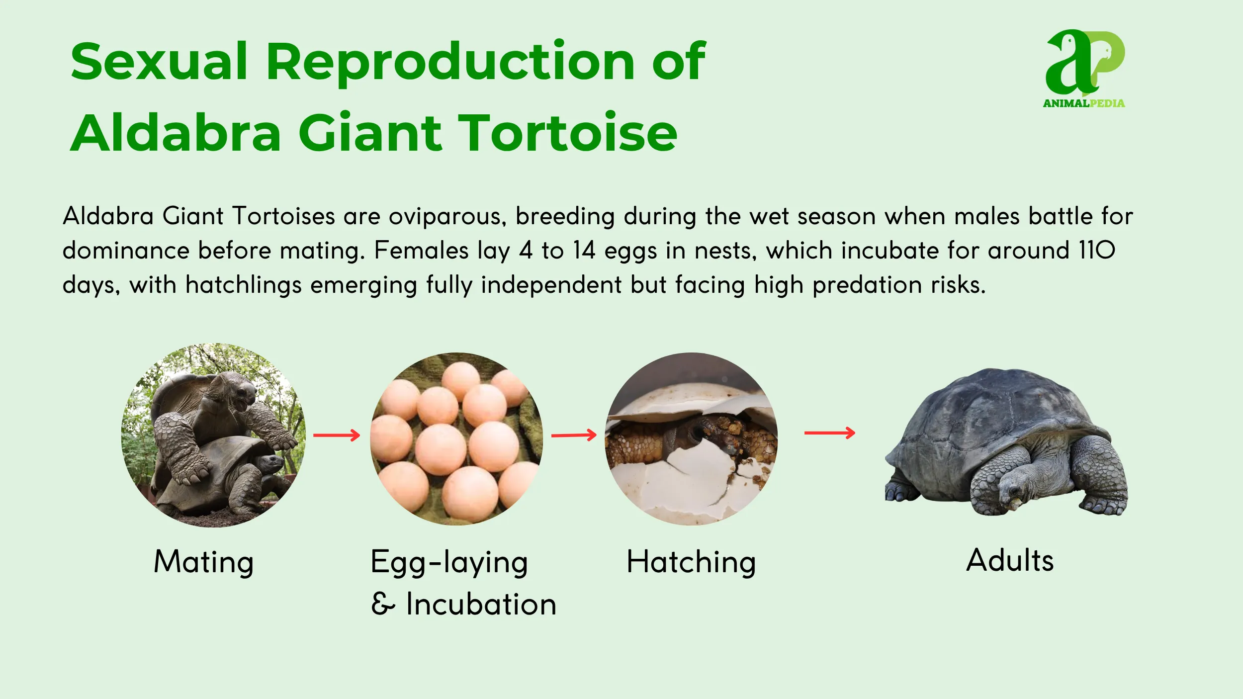 How Do Aldabra Giant Tortoise Reproduce