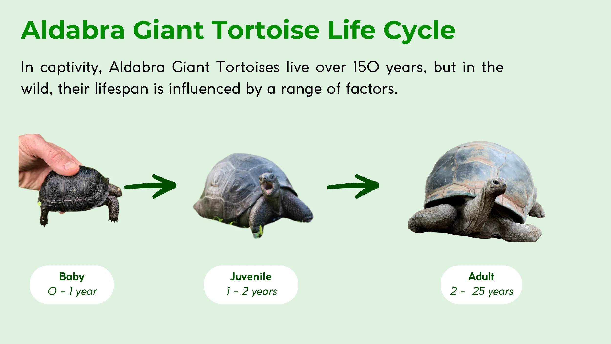 How Long Do Aldabra Giant Tortoise Live