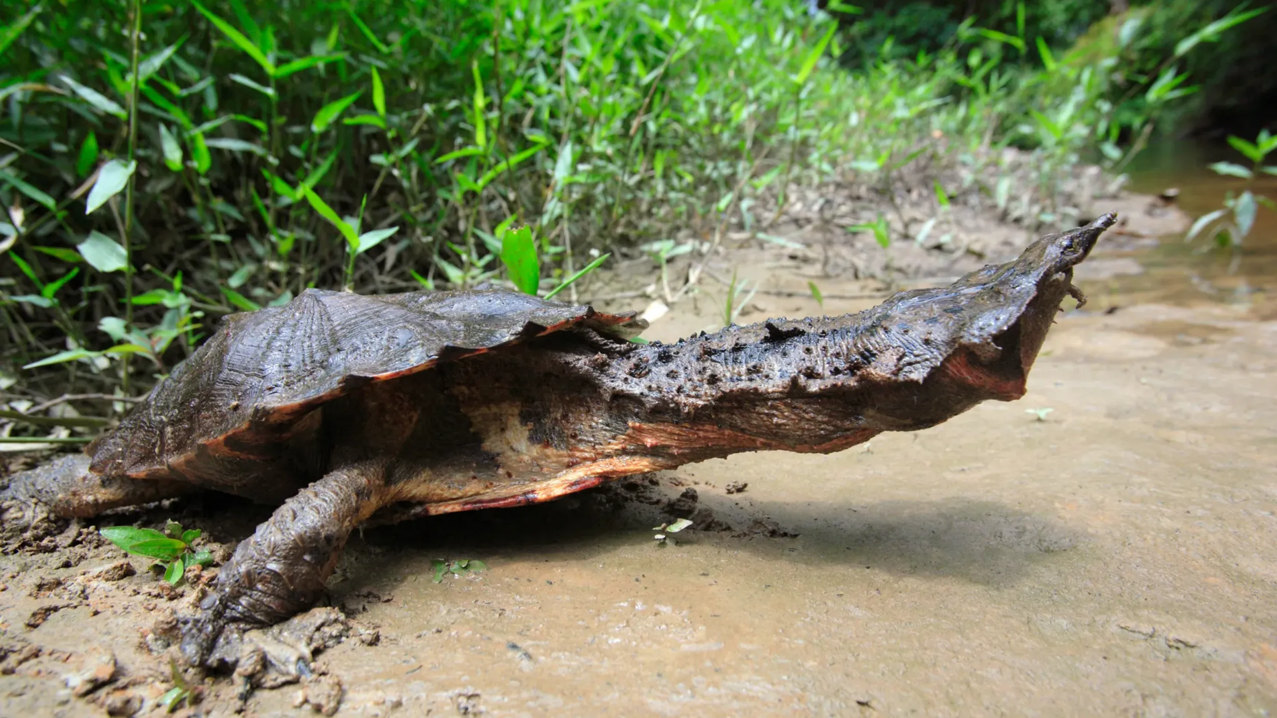 Mata-Mata-Turtle-active-nightlight-hours