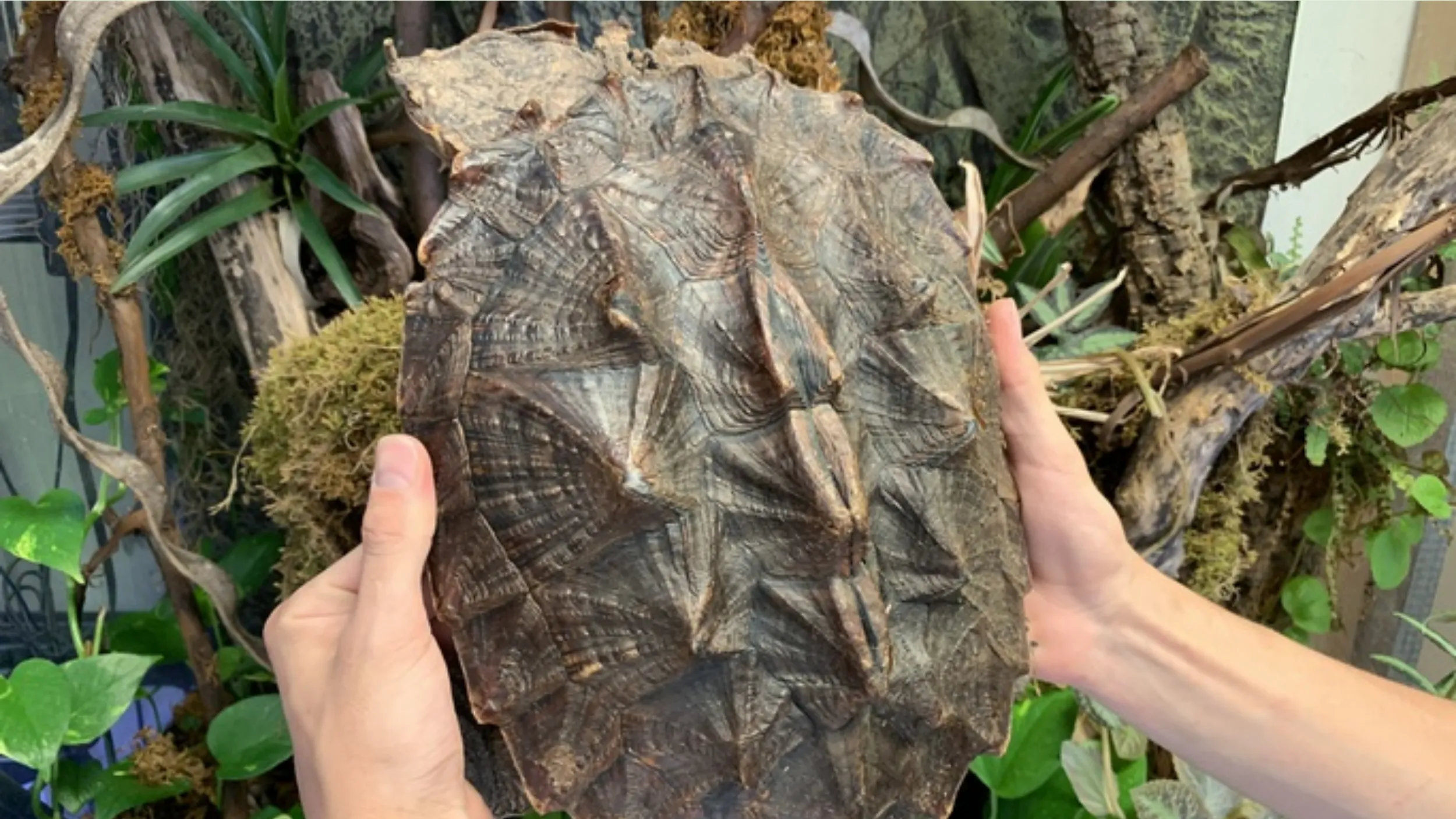 Mata-Mata-Turtle-are-not-inherently-dangerous-to-humans