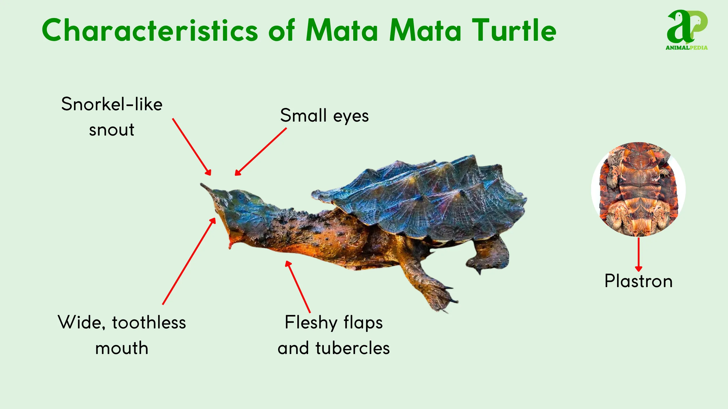 Mata-Mata-Turtle-characteristics