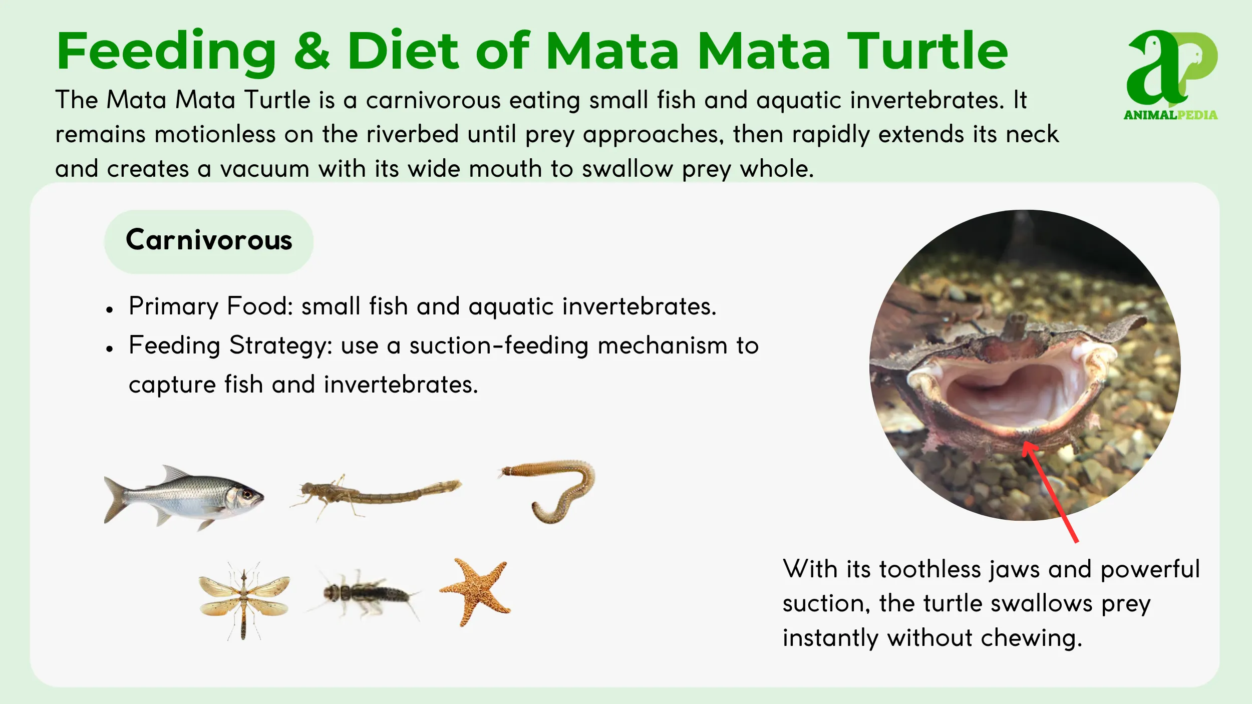Mata-Mata-Turtle-diet-and-feeding