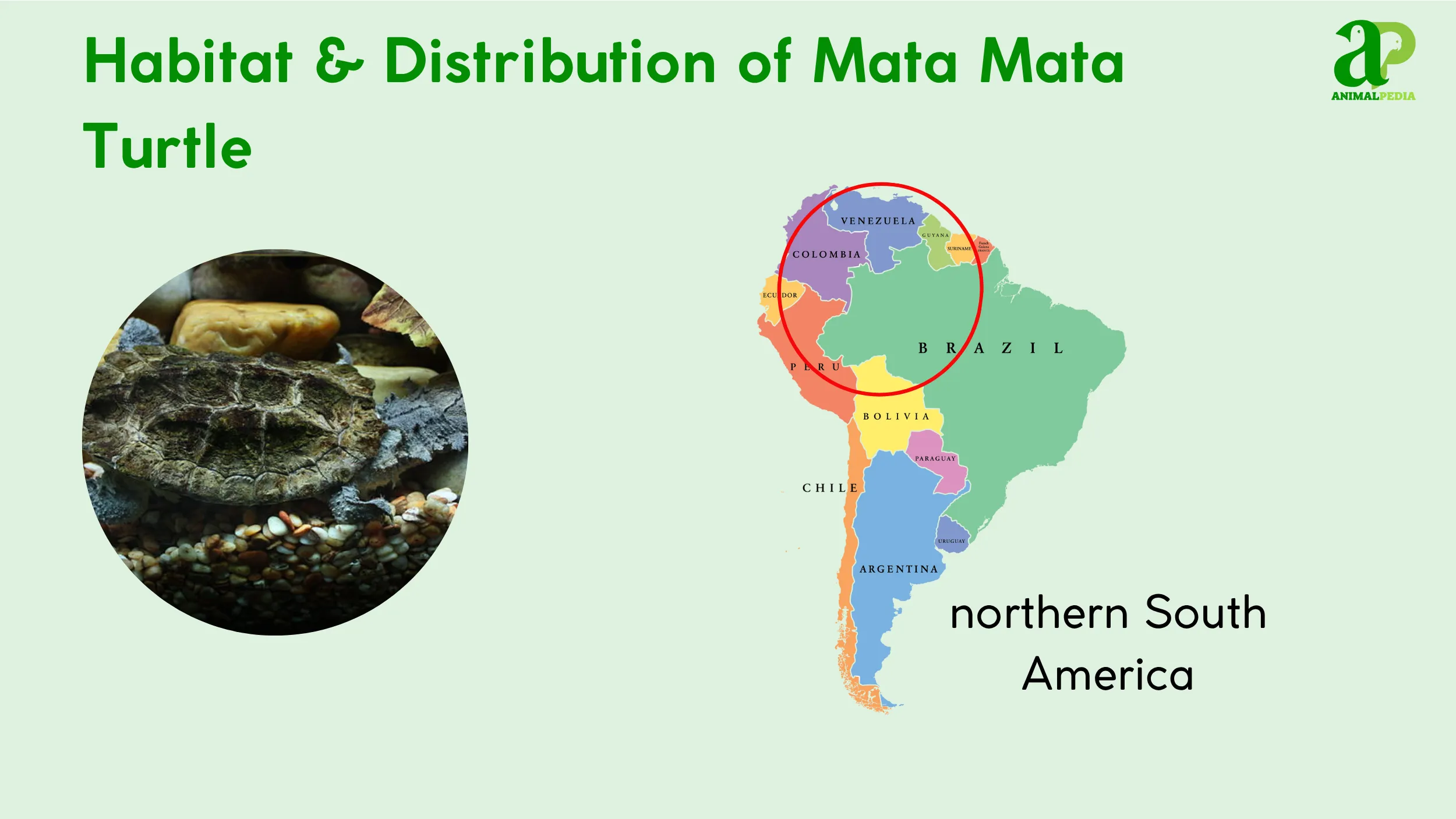 Mata-Mata-Turtle-habitat-and-distribution