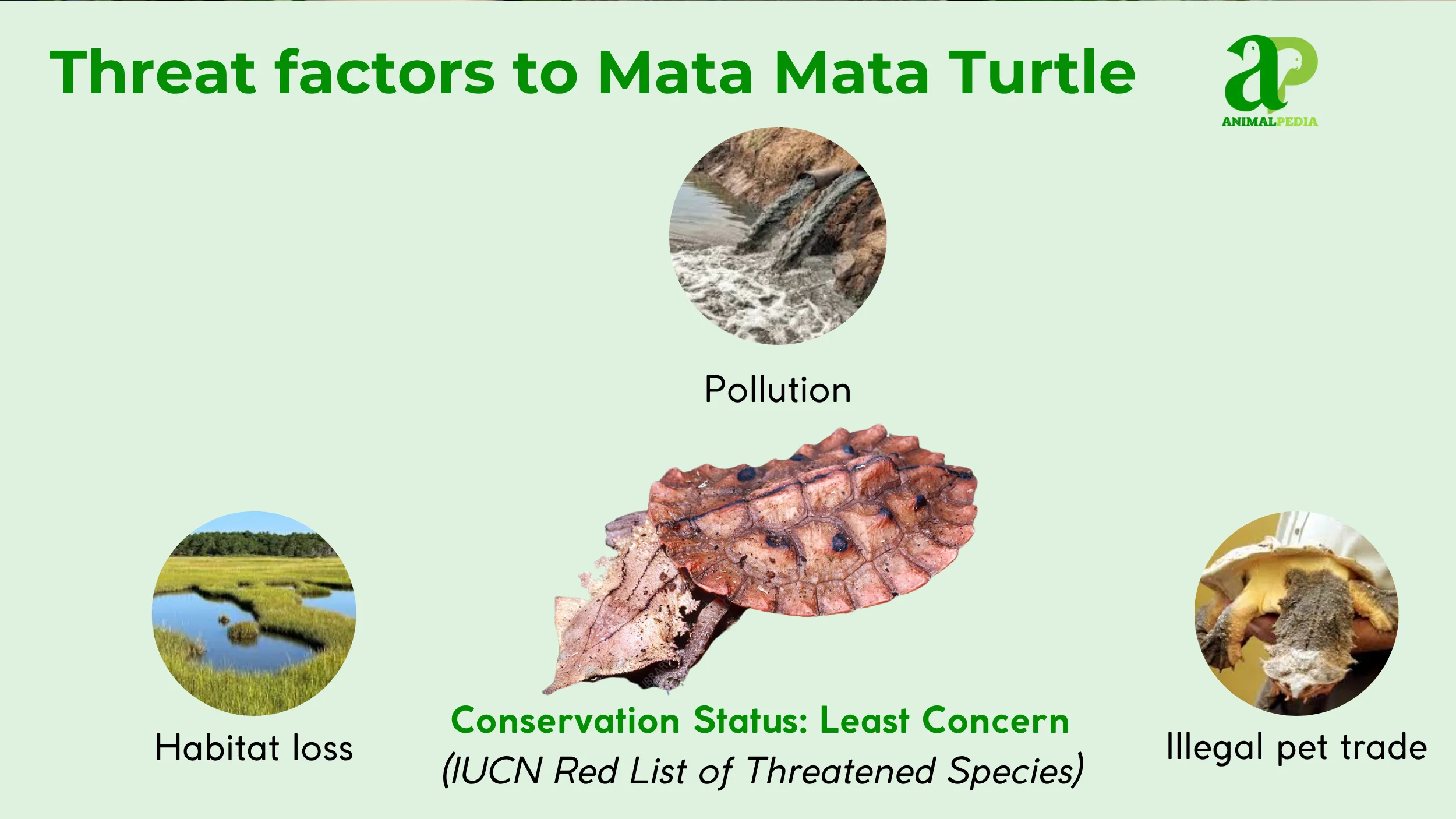 Mata-Mata-Turtle-status-conservation-least-concern