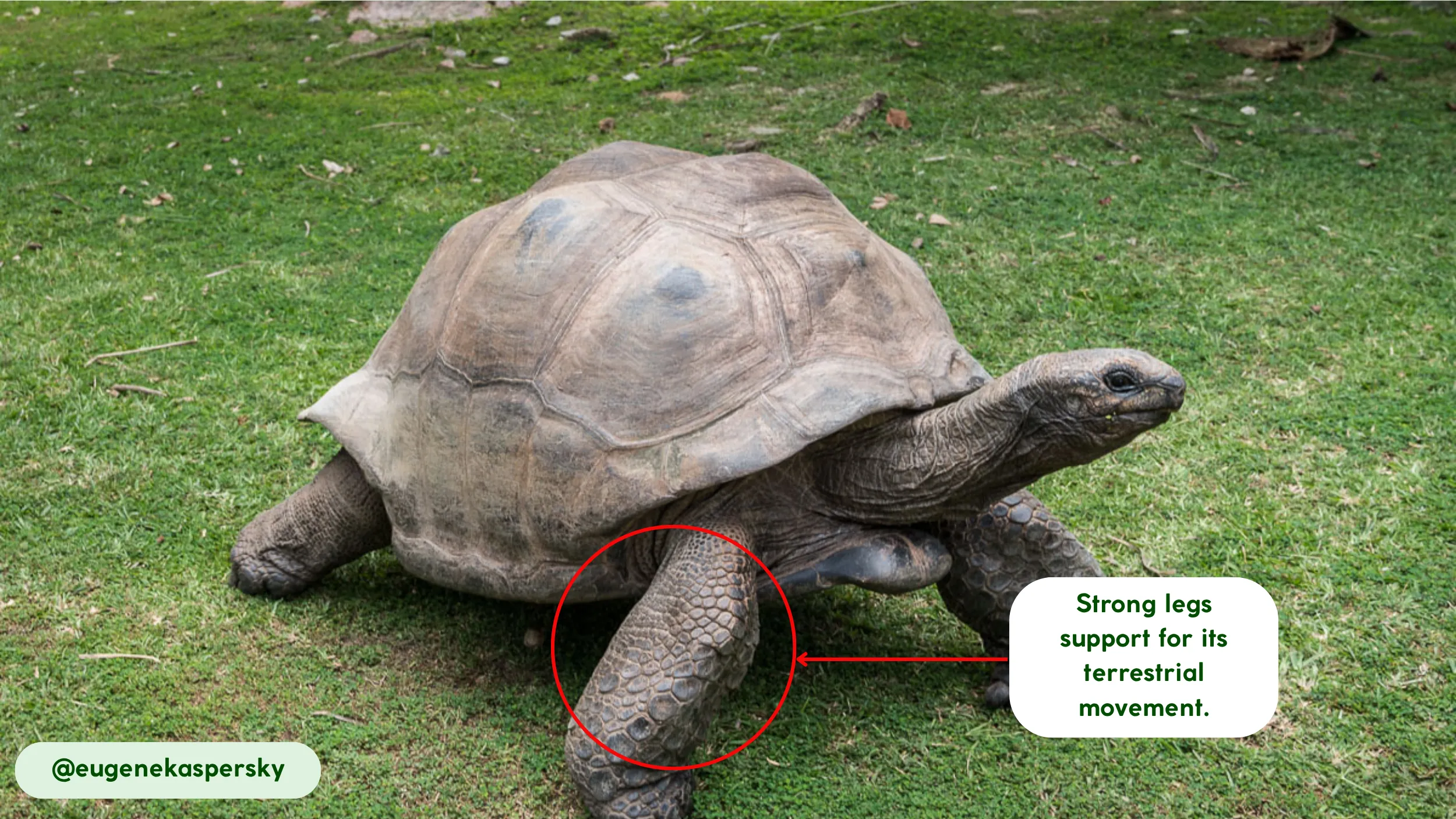 Movement and Abilities