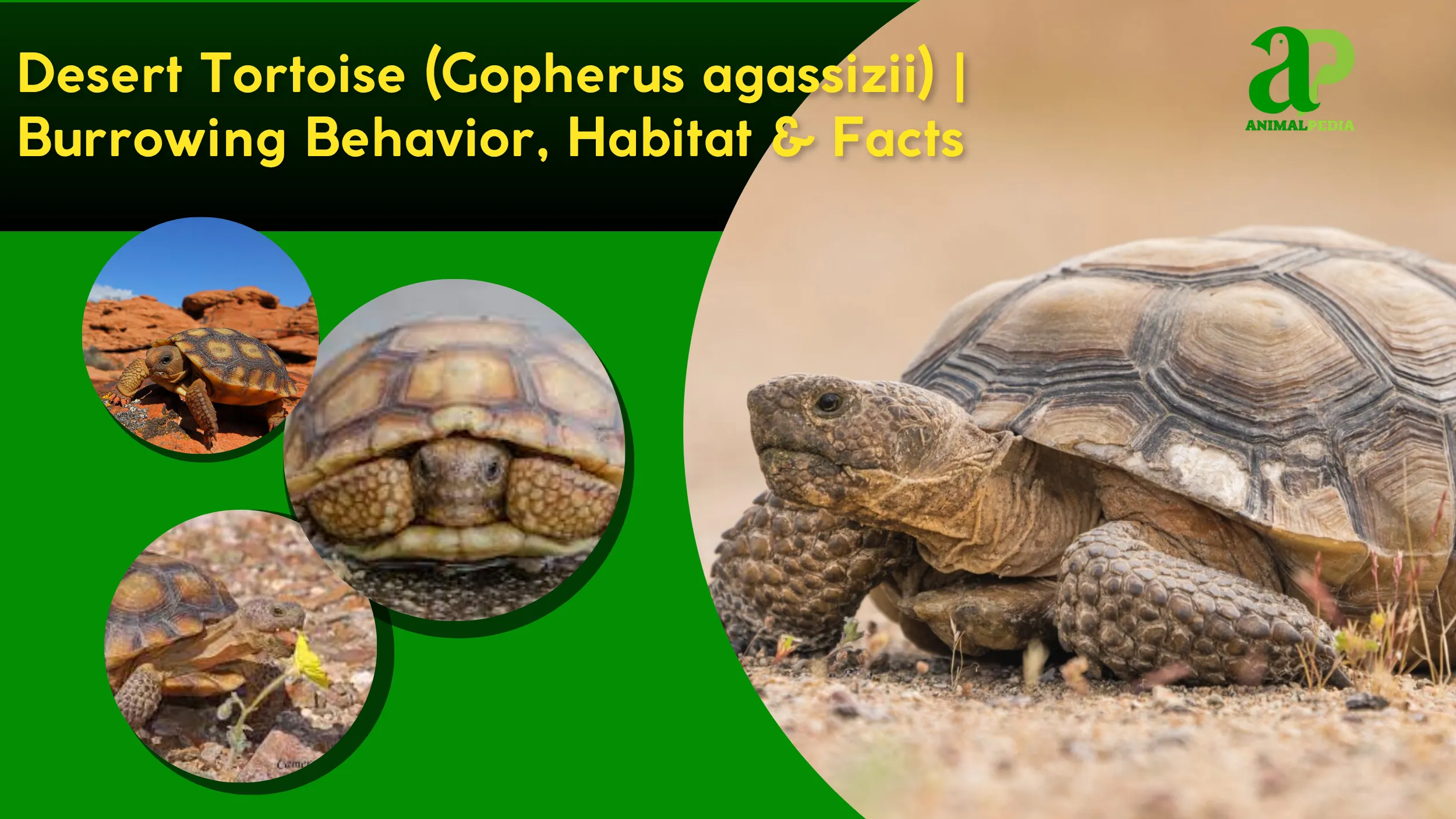 Desert Tortoise: Characteristics, Habitat, Behavior & Reproduction Explained