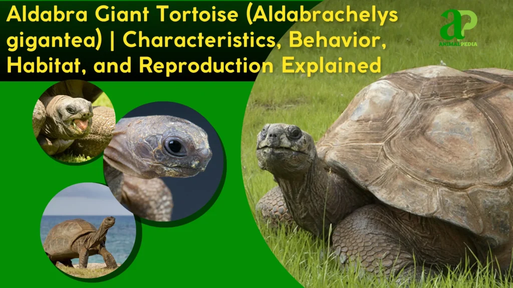 Aldabra Giant Tortoise