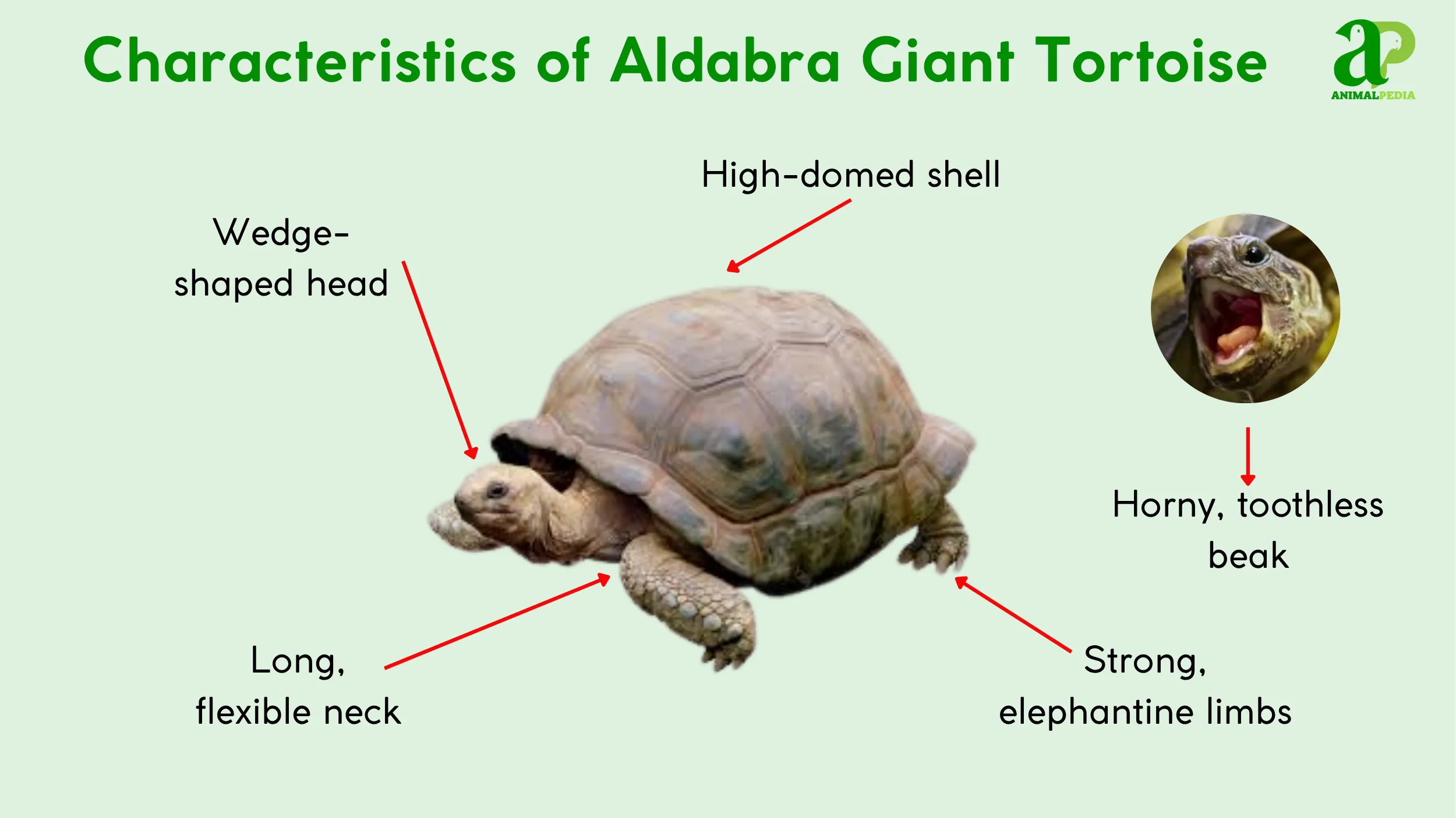 What Aldabra Giant Tortoise Do Look Like