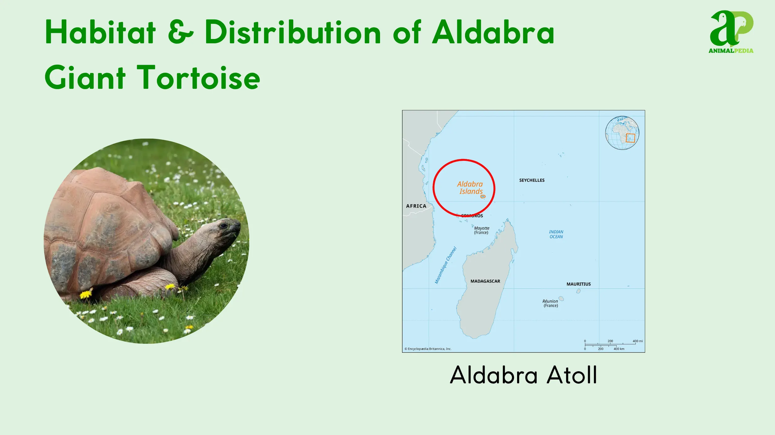 Where Do Aldabra Giant Tortoise Live
