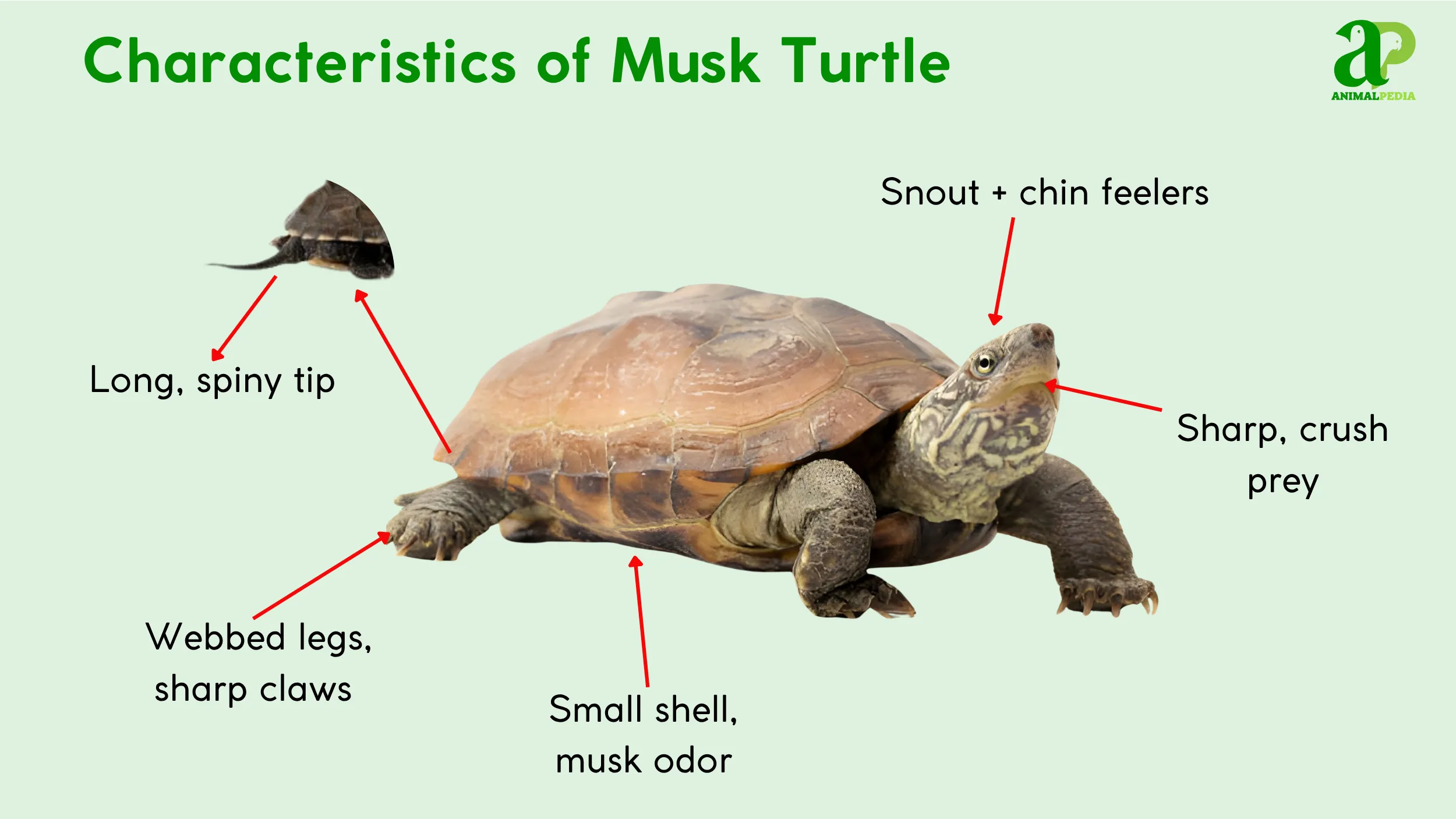 characteristics of musk turtle