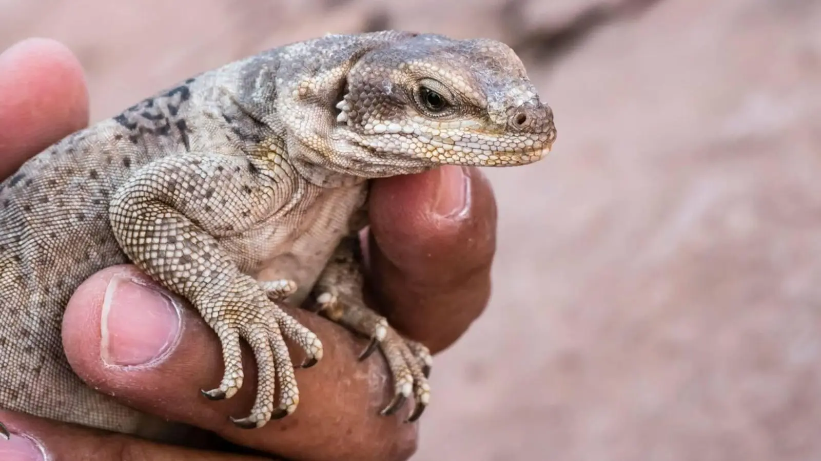 common chuckwalla benefits humans