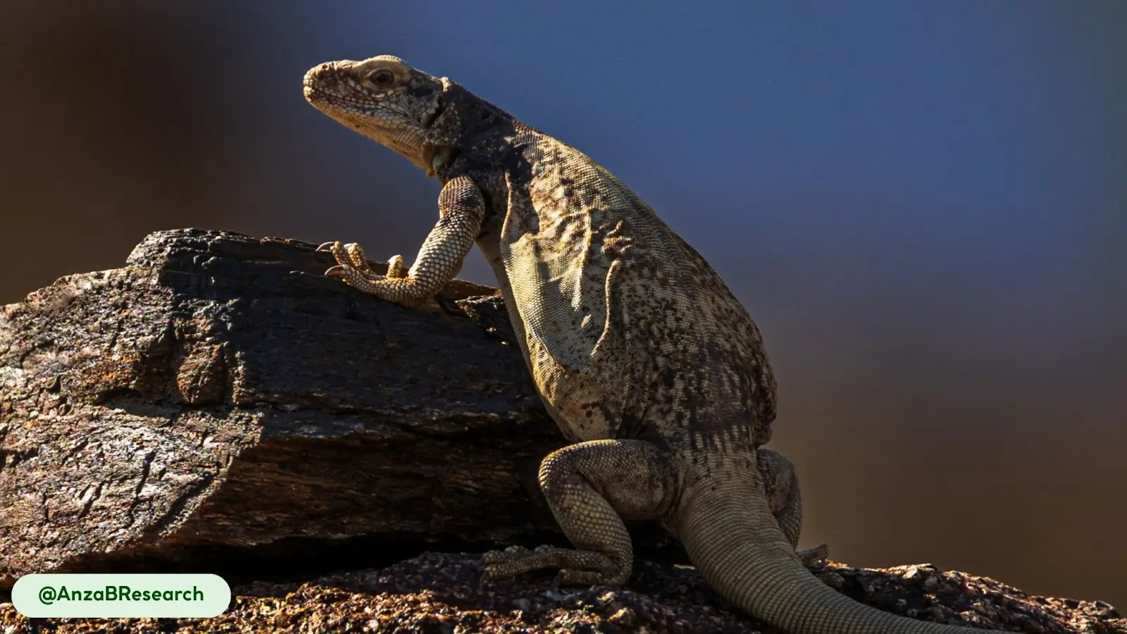 common chuckwallas active from morning warmth to evening cool