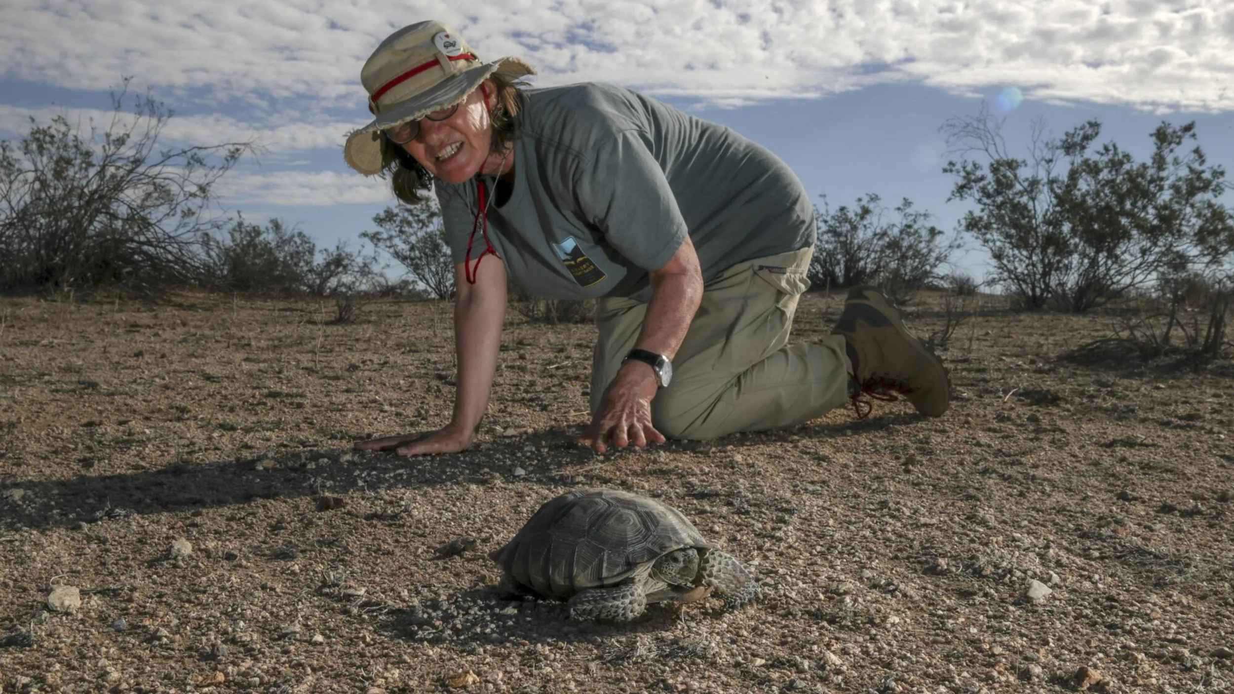 desert tortoise benefits humans