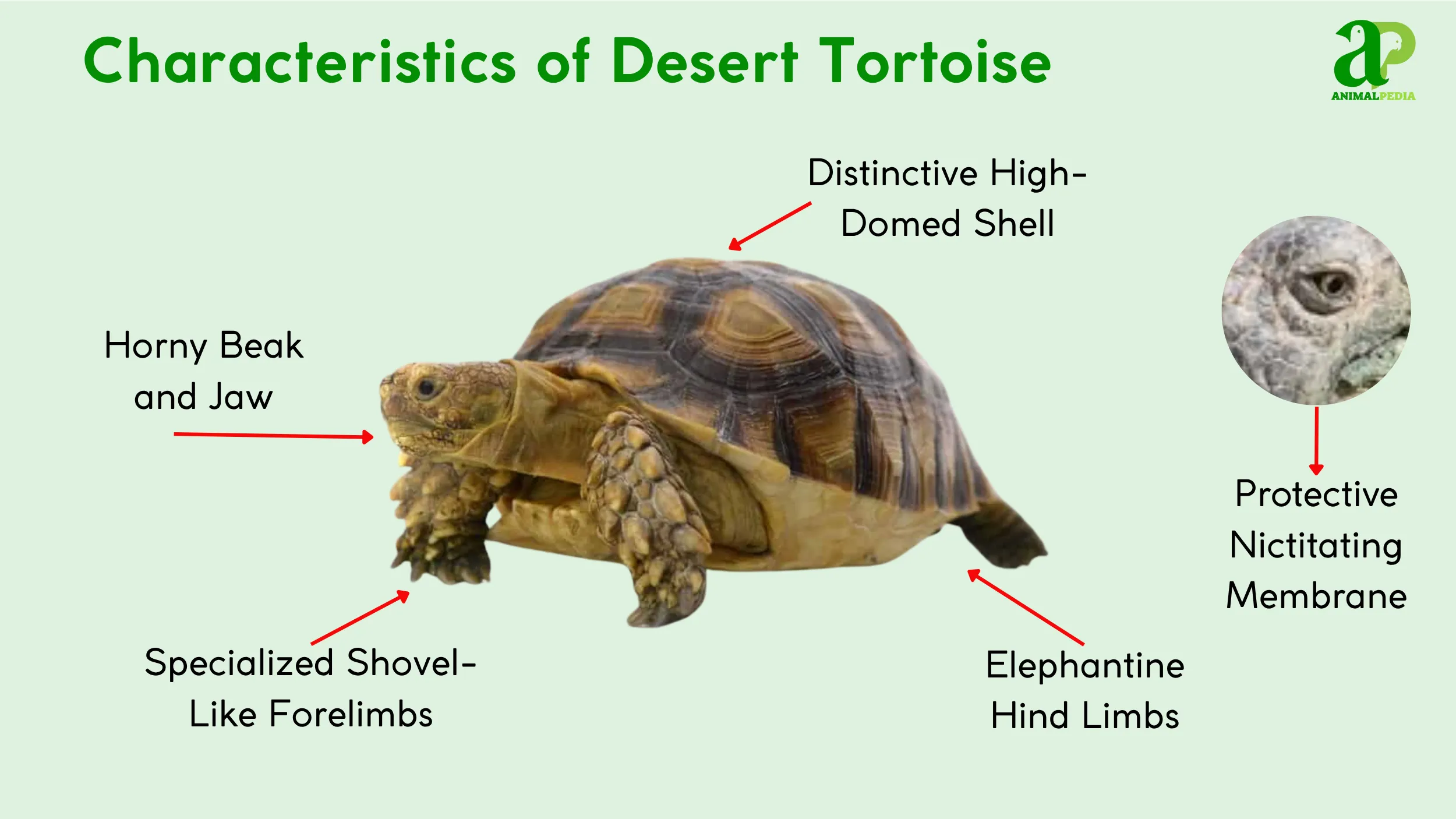 desert tortoise characteristics