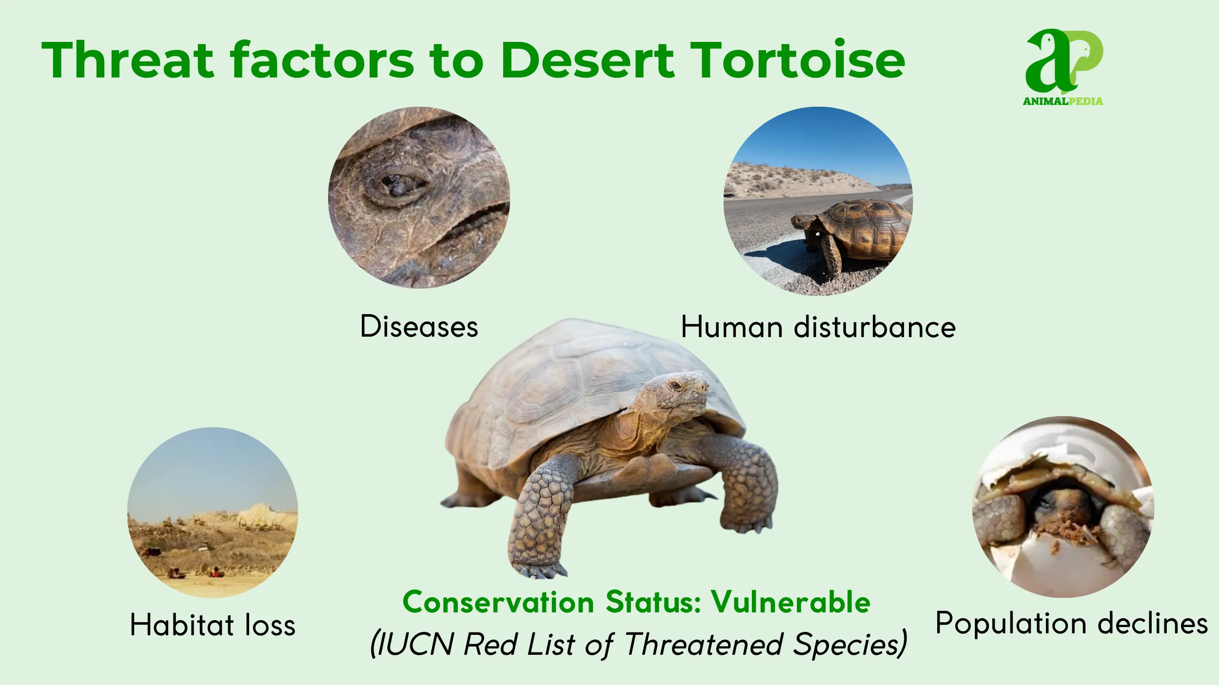 desert tortoise conservation status vulnerable