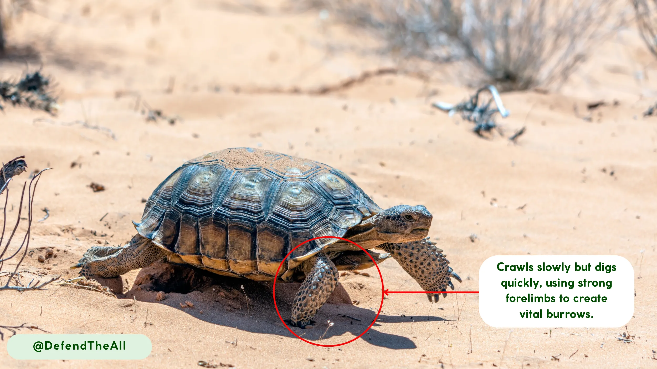 desert tortoise crawls slowly