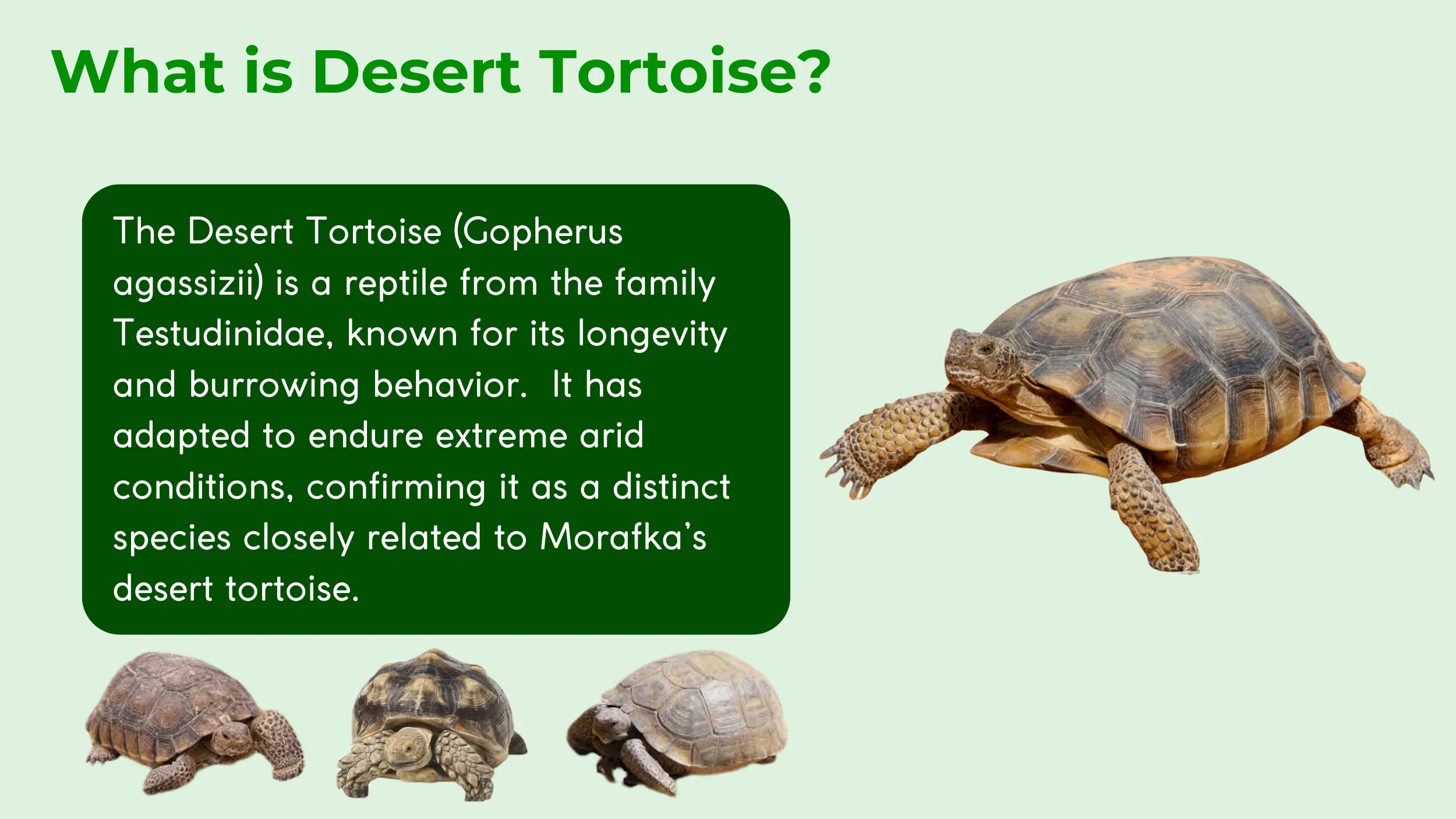 desert tortoise description
