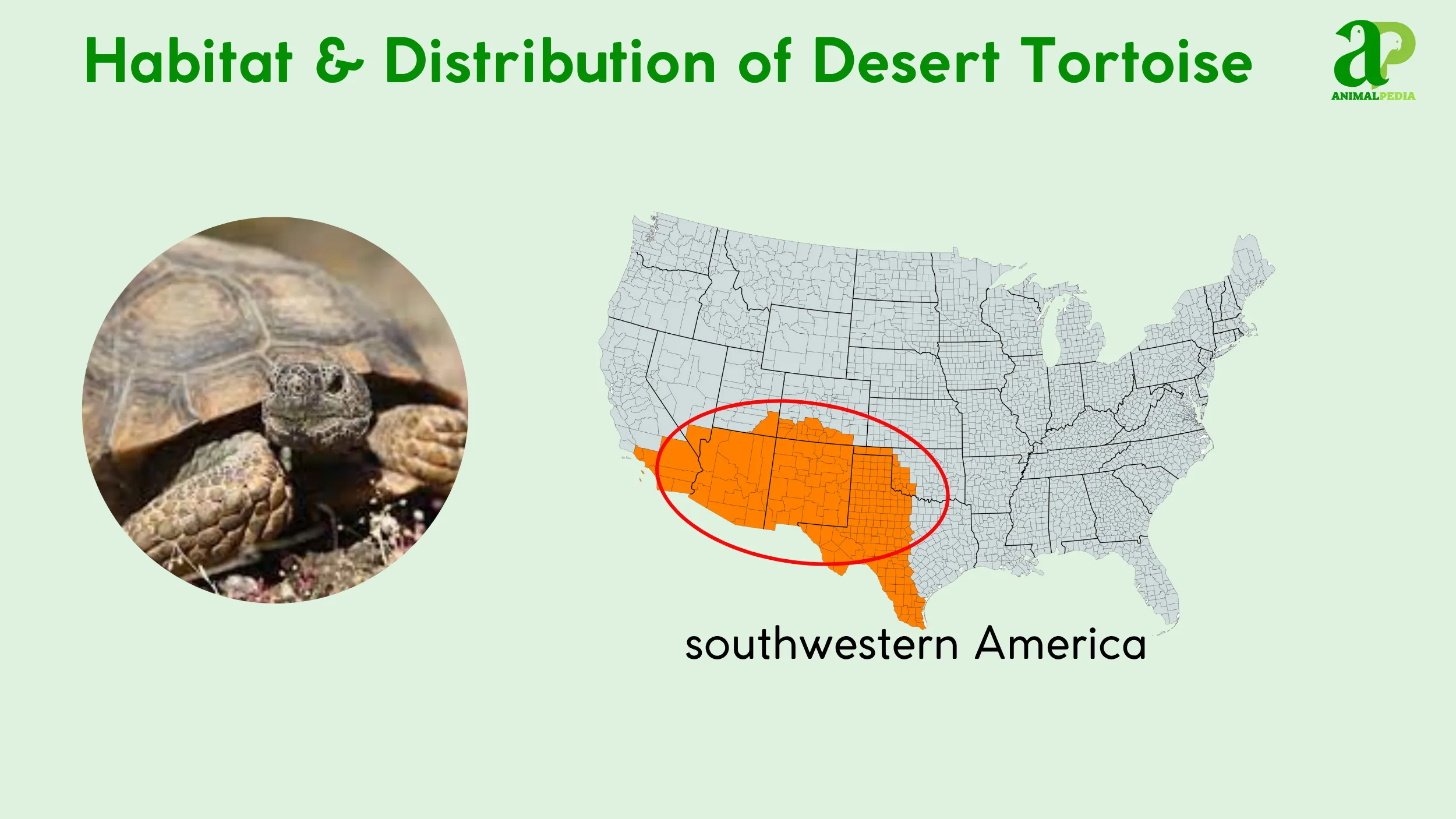 desert tortoise habitat and distribution