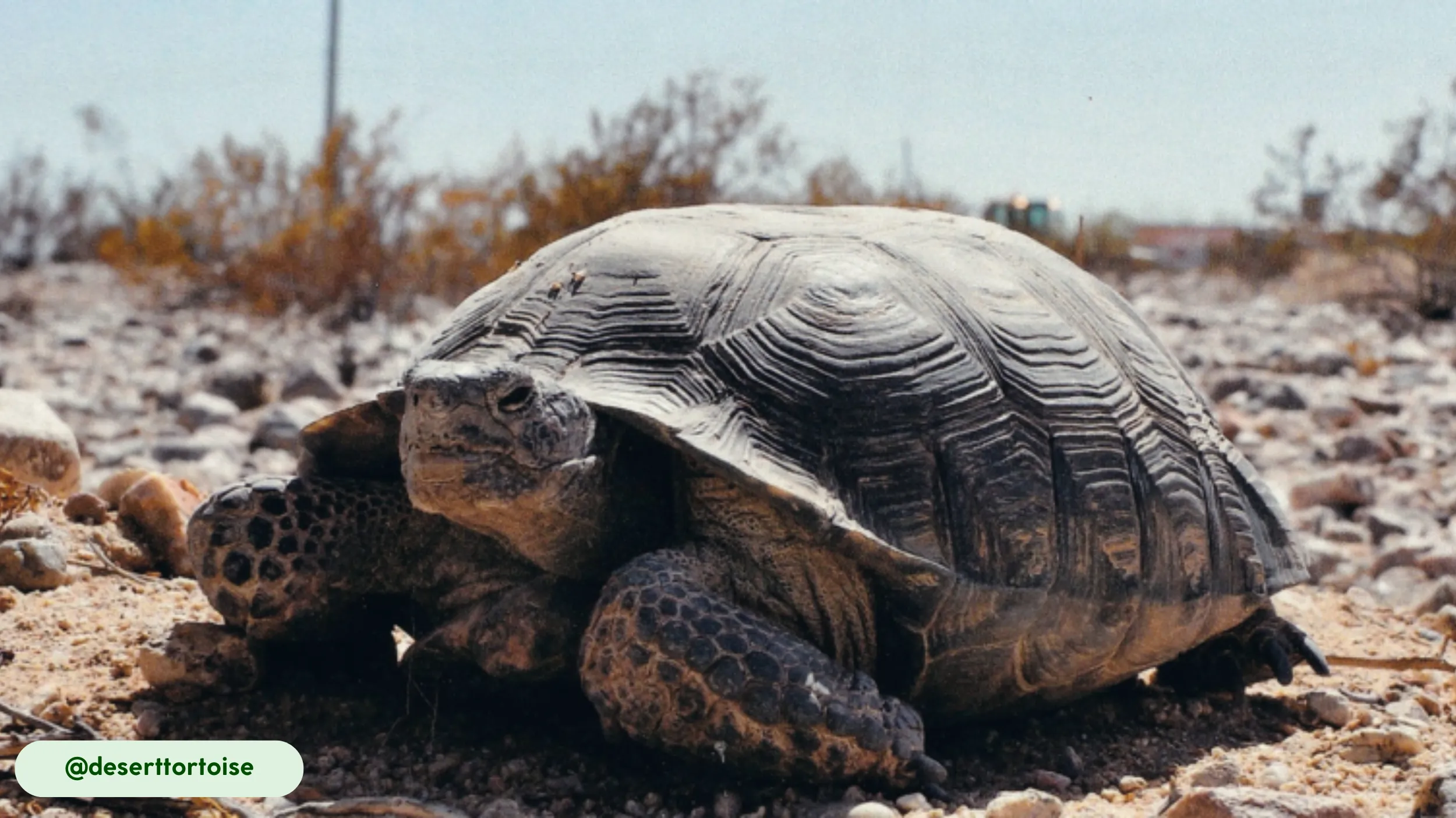 A desert tortoise rests in the dry, rocky landscape, perfectly adapted to its harsh environment.