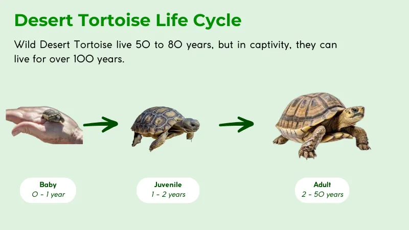desert tortoise life cycle