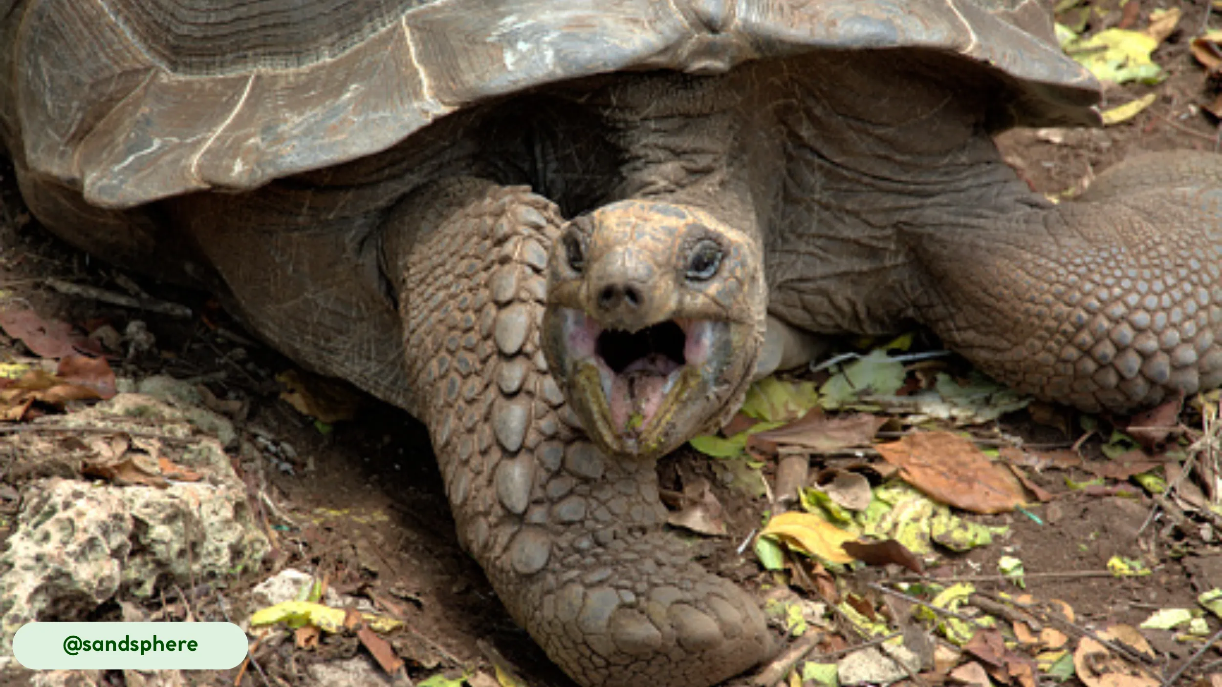 A desert tortoise opens its mouth, possibly feeding or reacting to its environment, as it rests among fallen leaves and earth.
