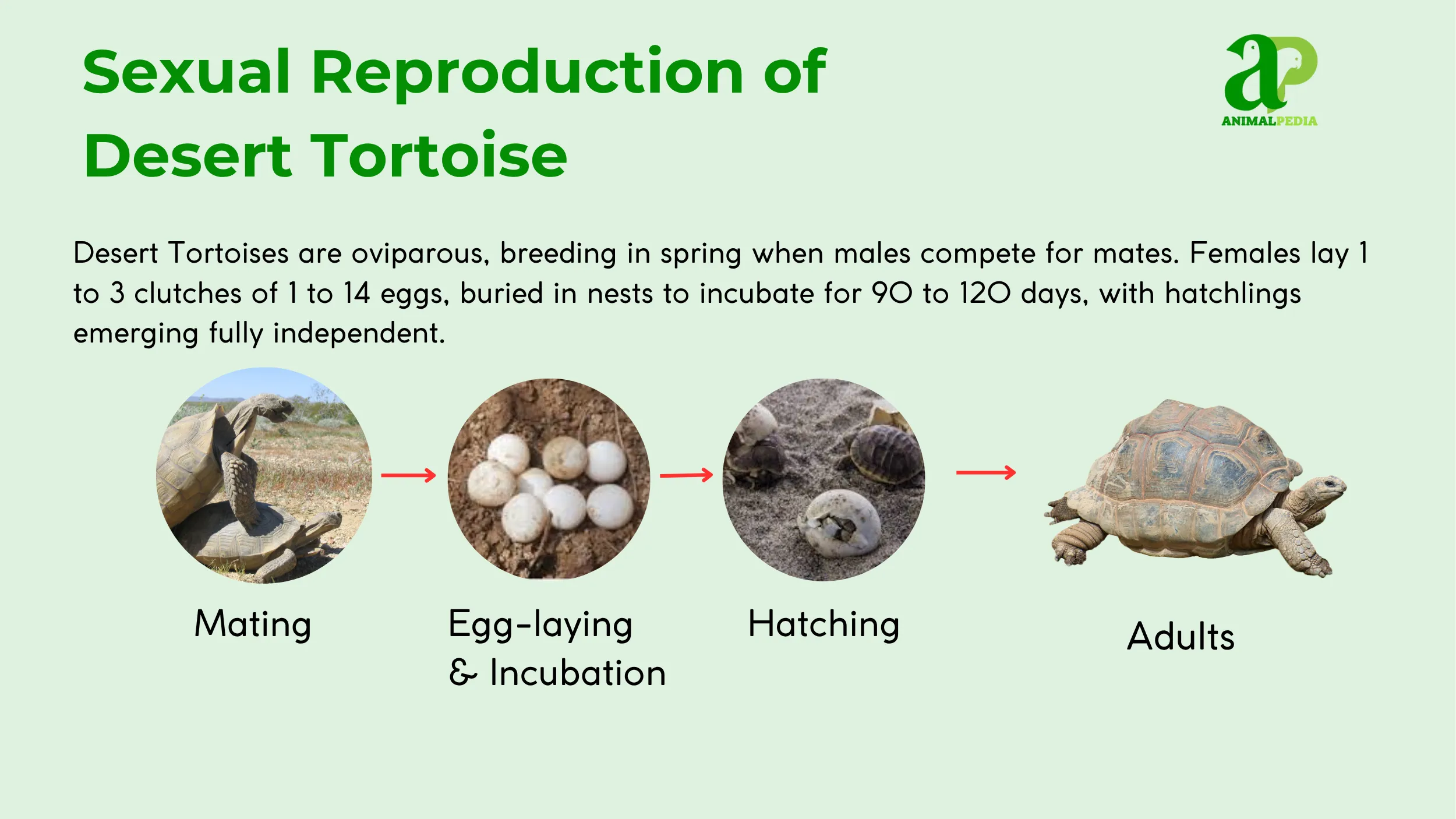 desert tortoise reproduce