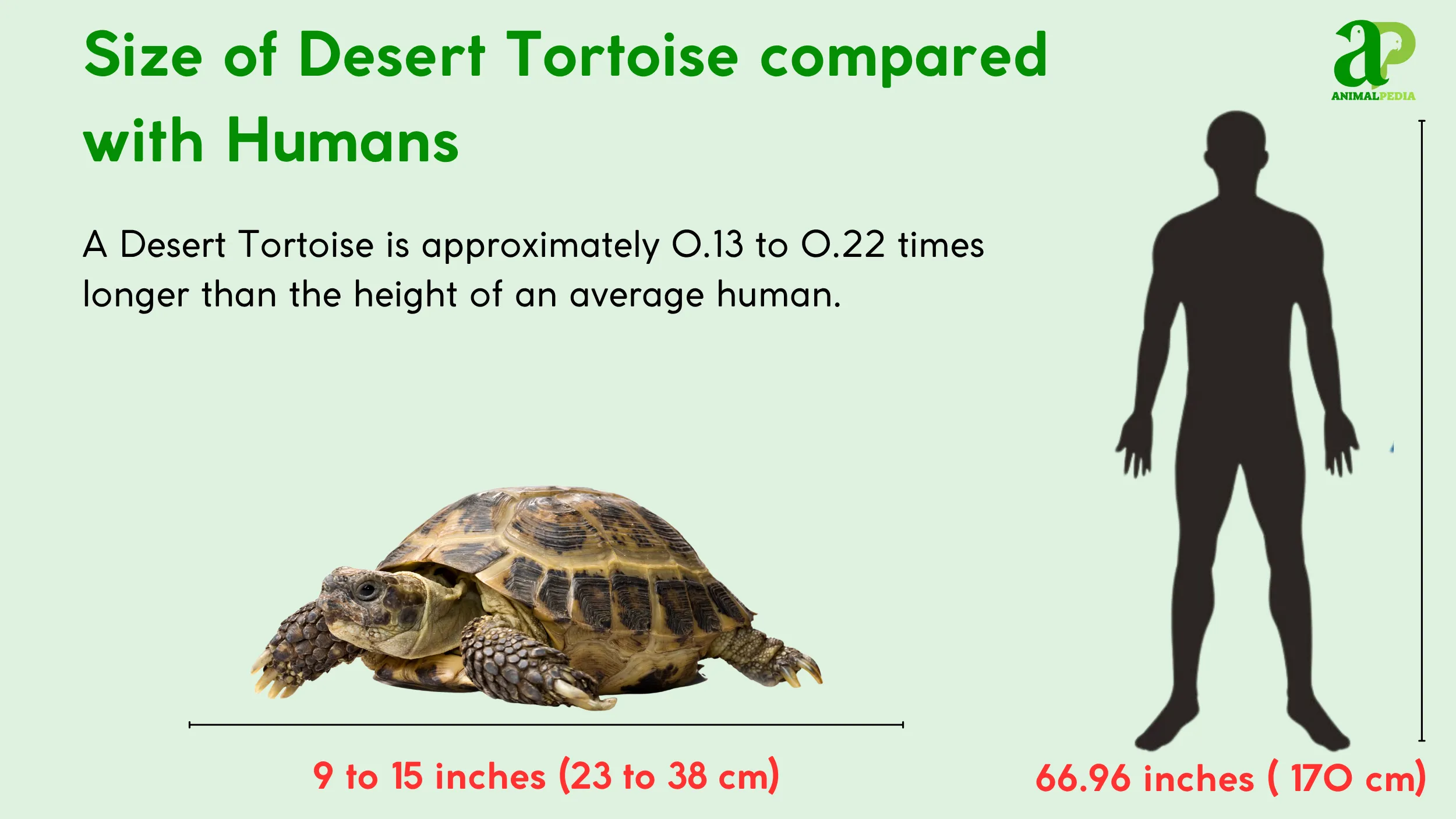 desert tortoise size measurement