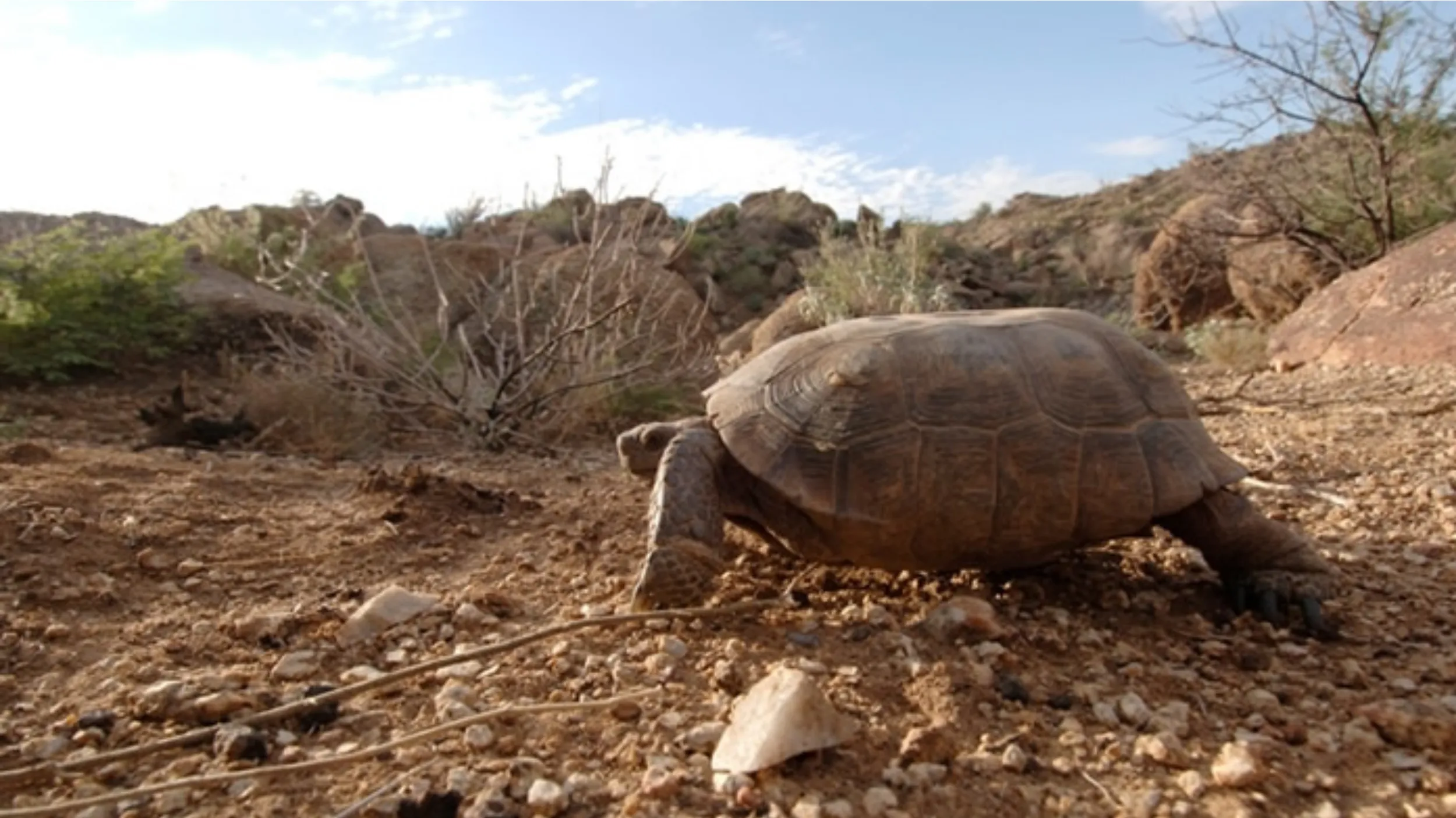 desert tortoises are diurnal.