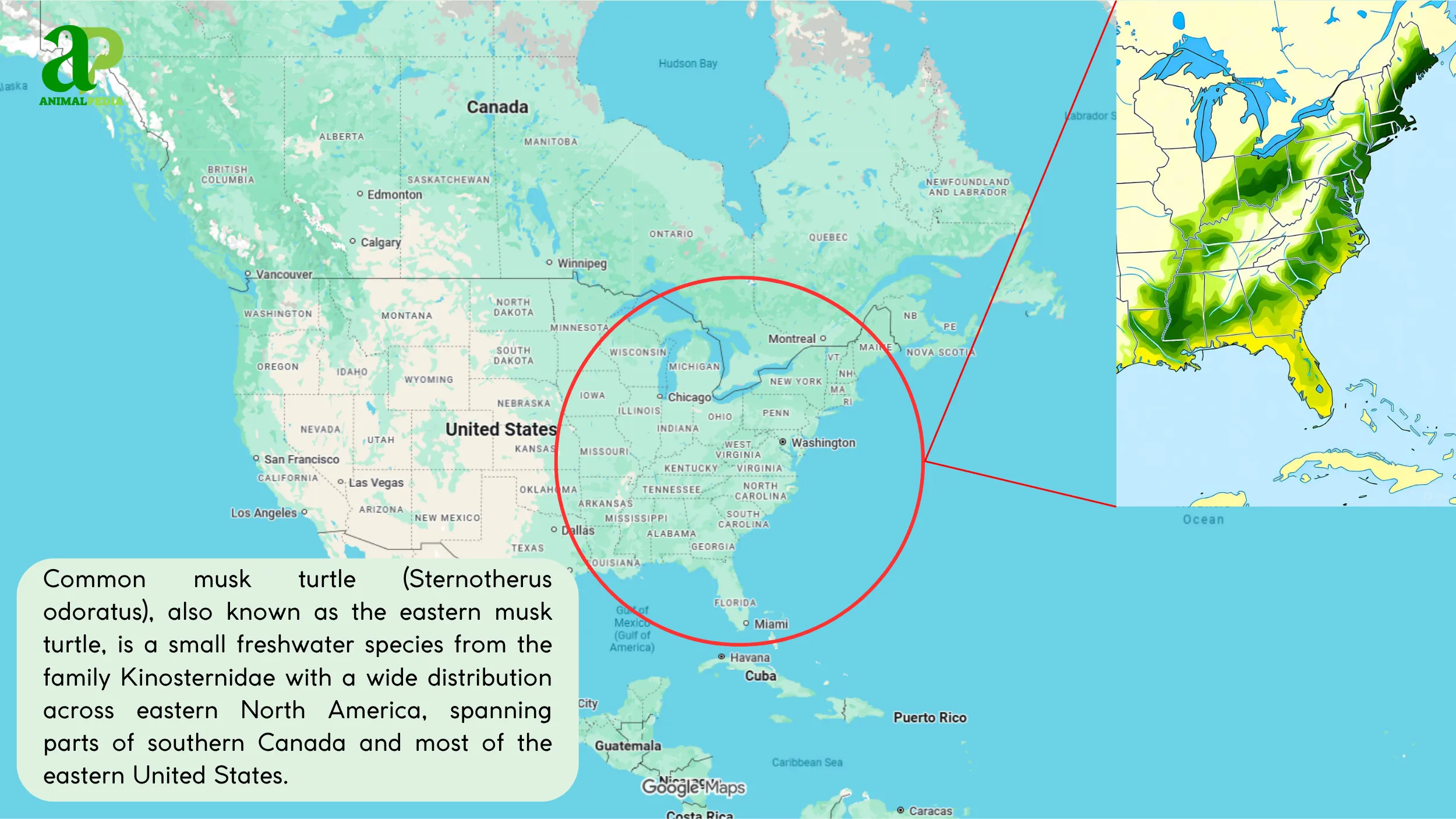habitat distribution musk turtle