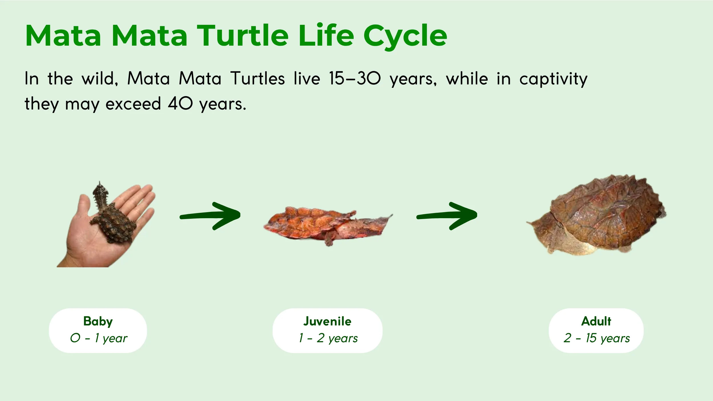 life-cycle-of-Mata-Mata-Turtle