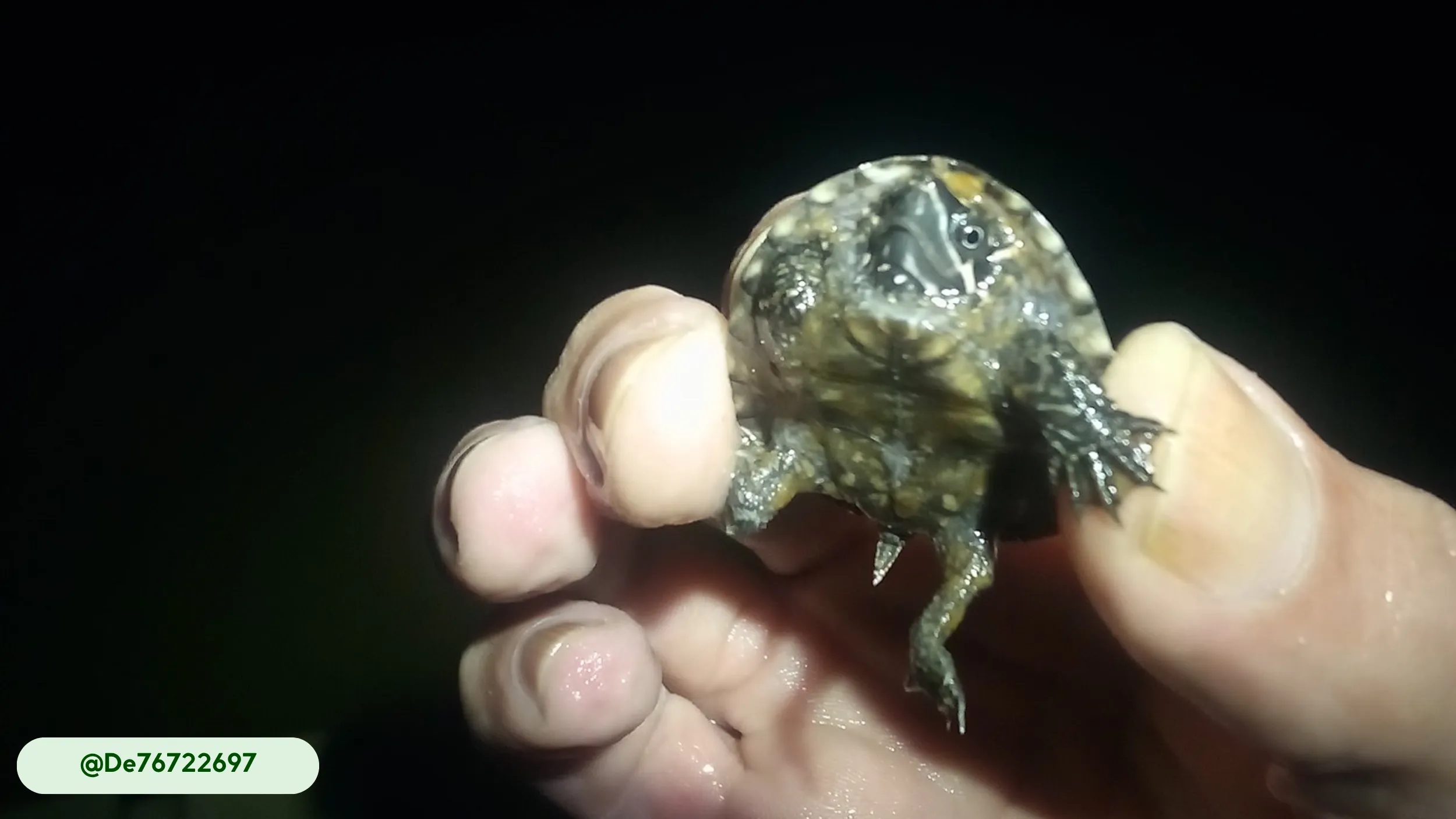 musk turtle are not directly beneficial or harmful to humans